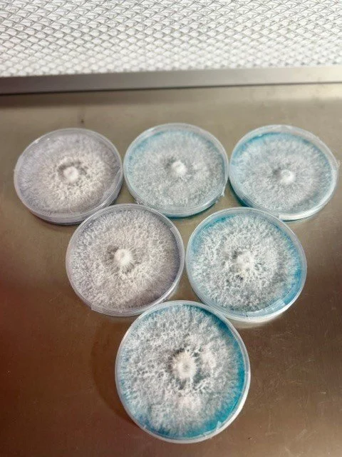 Colonized Agar Plates