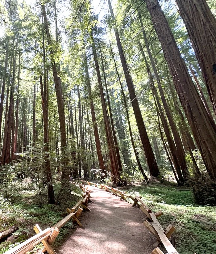 A forest pathway surrounded by tall, green trees with sunlight filtering through the leaves.