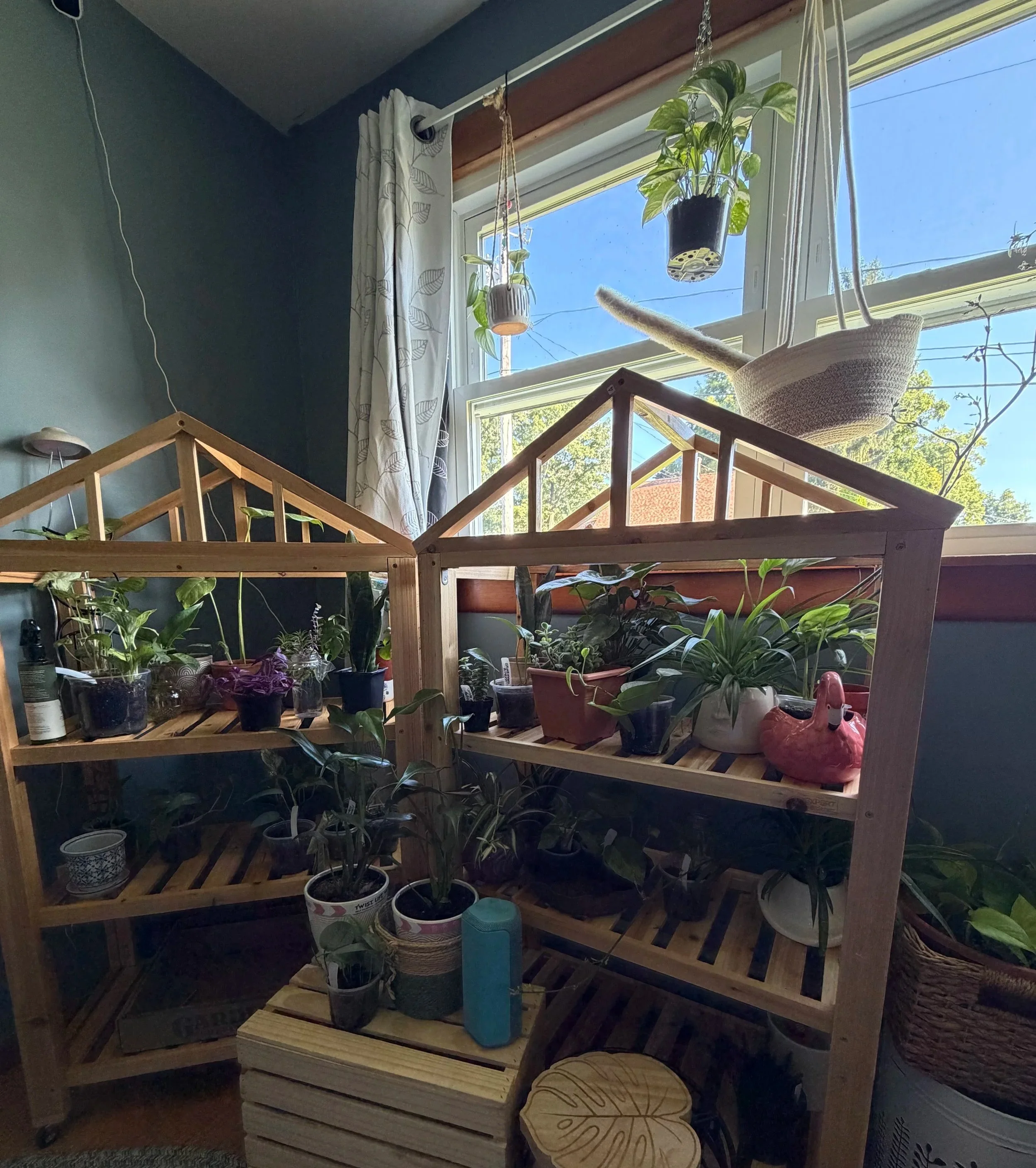 Houseplants