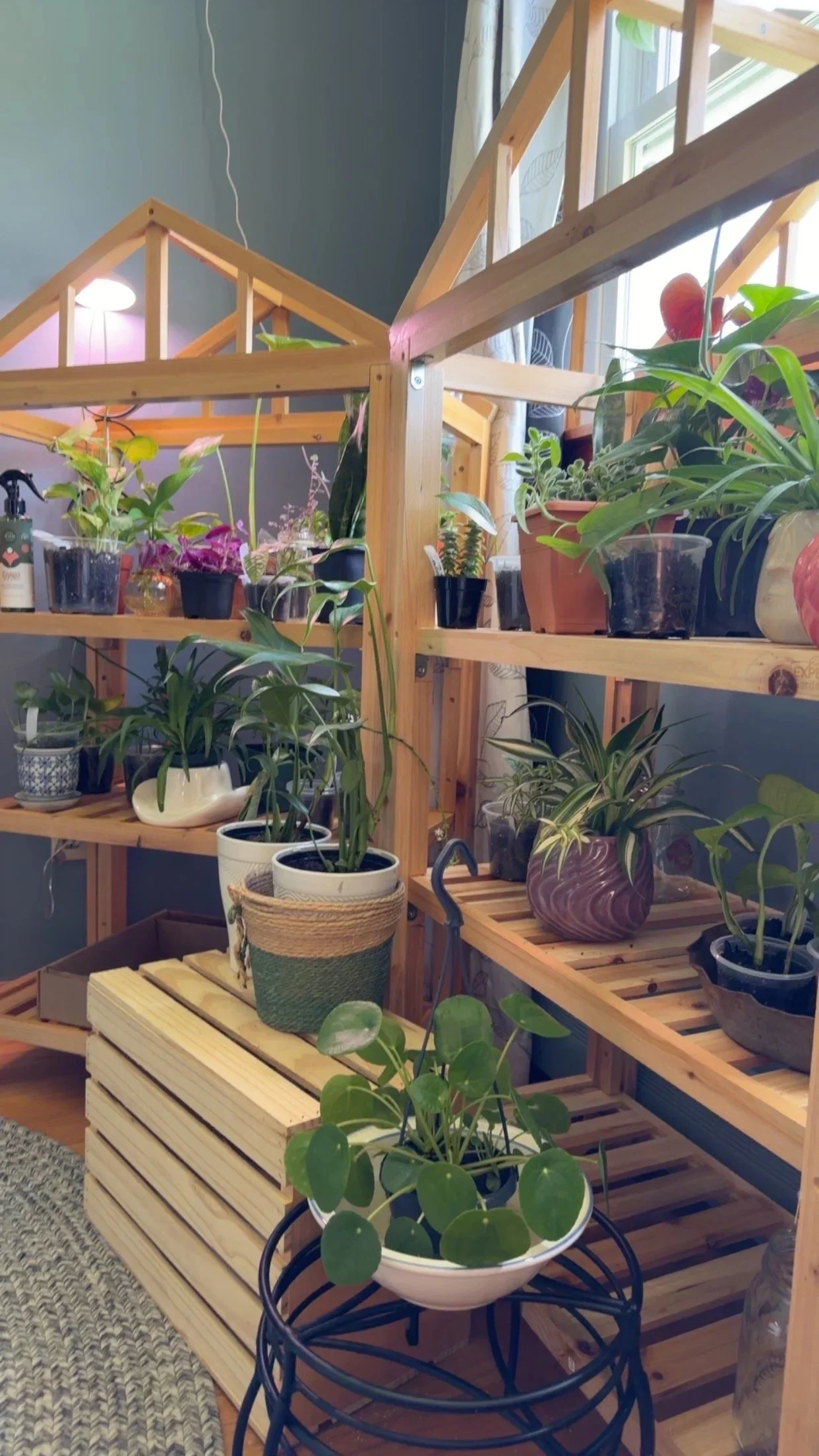 Houseplants