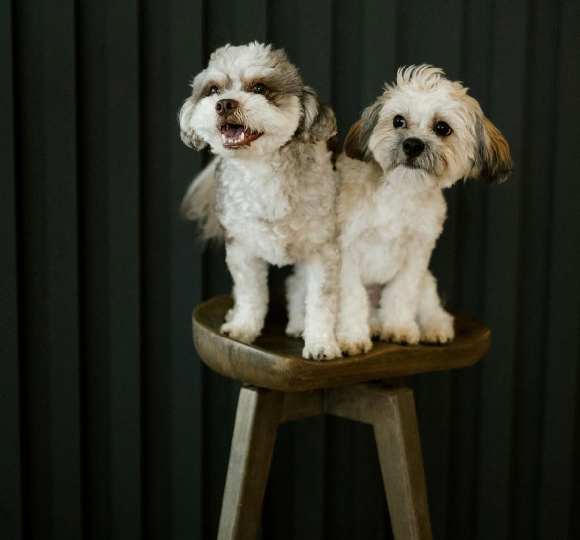 Two small, fluffy dogs sitting on a wooden stool with a black slatted wall background.