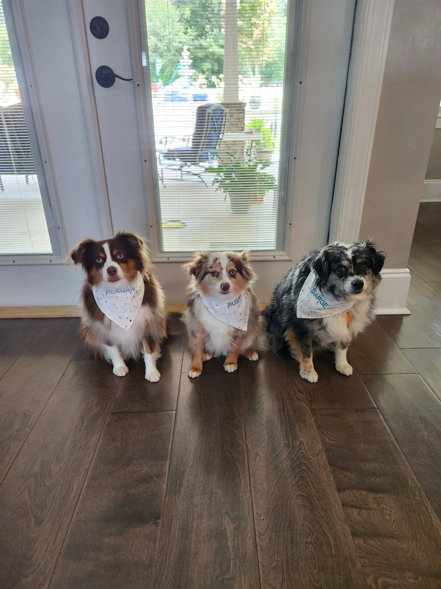 Three dogs sitting on a hardwood floor in front of a glass door with matching monogramed bandanas.