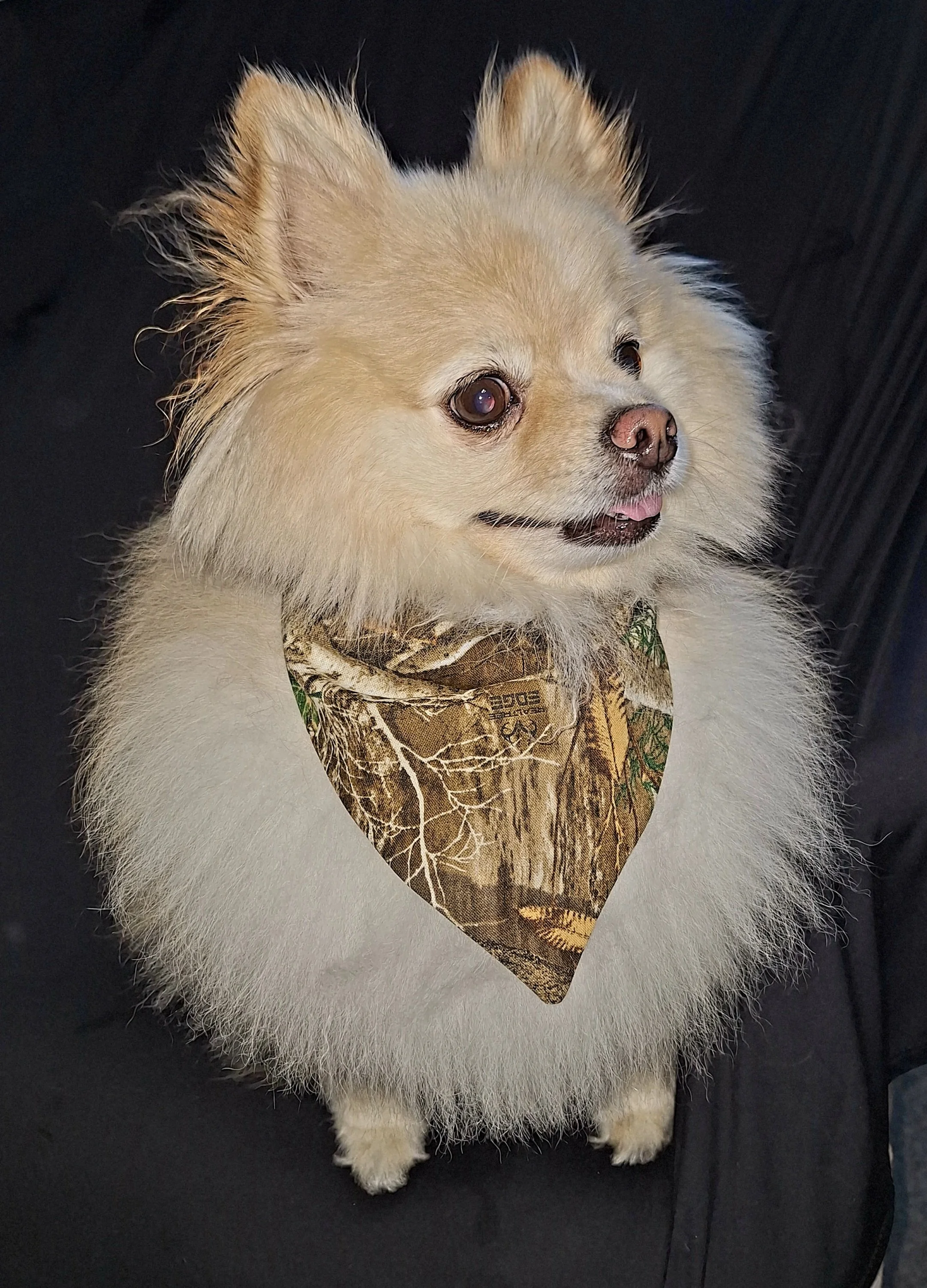 Camo Promo 2.jpg