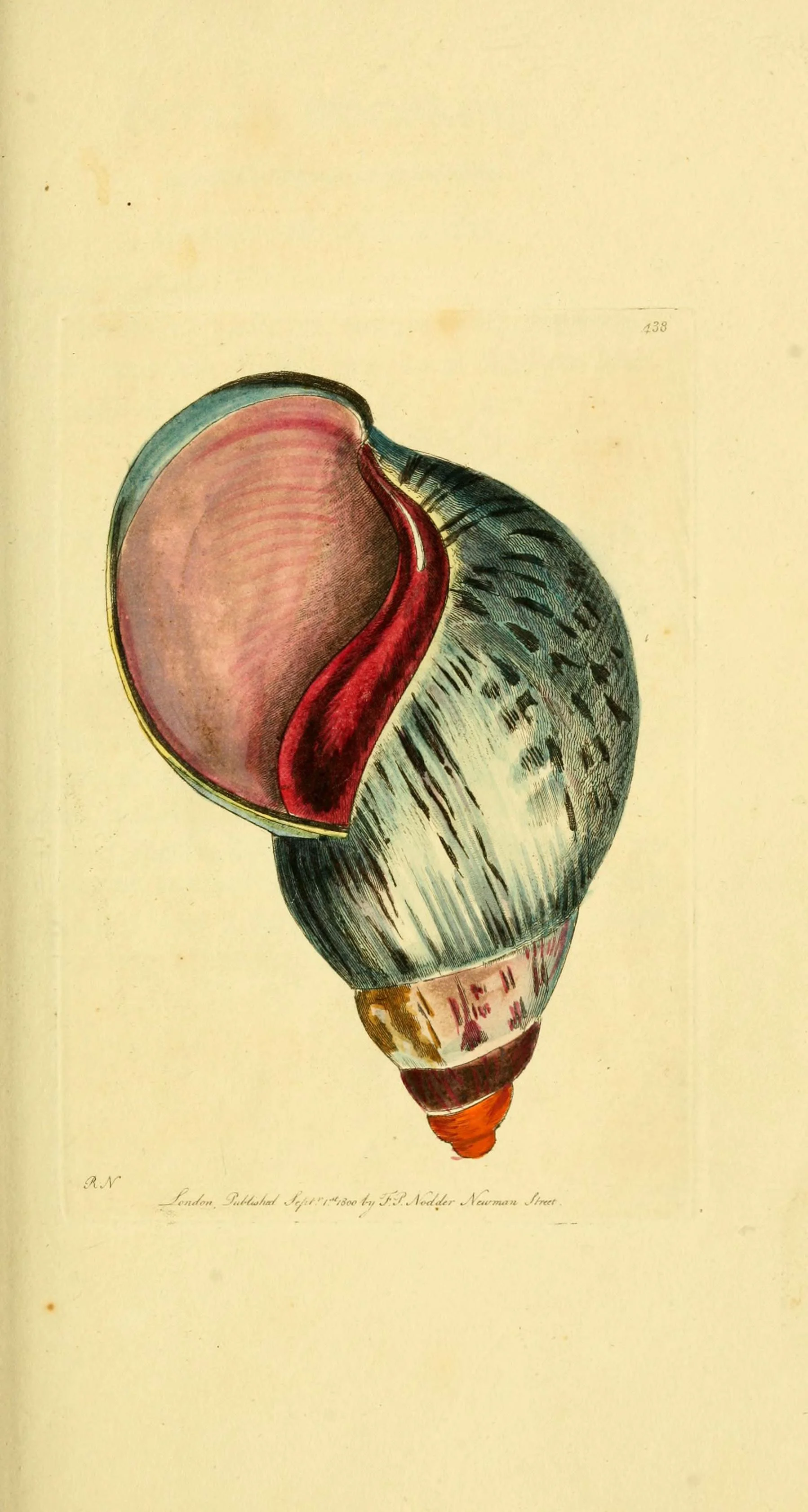 An image of a light blue seashell against a cream-yellow background