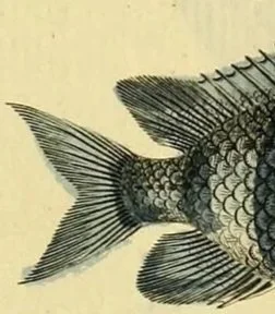 a fish tail