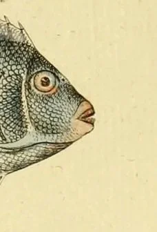 A close up of a fish head