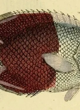 a close up of the belly of a fish