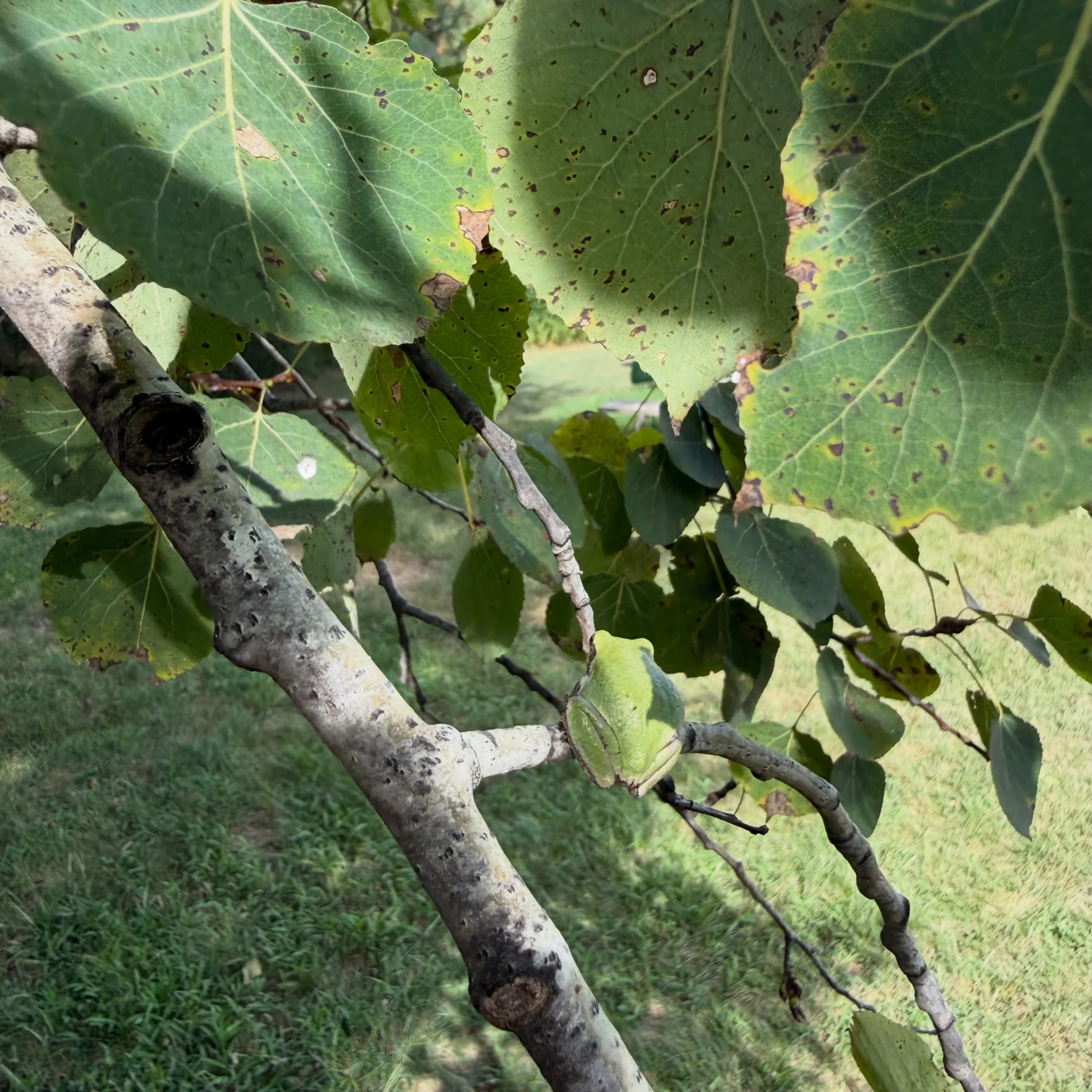 It&rsquo;s hard to pick a &ldquo;favorite&rdquo; animal, but the Eastern Gray tree frog is sure at the top of the list. 🐸 This cool creature can turn gray just as quickly to blend into its surroundings to hide from predators.

#northwoodsnaturalist 