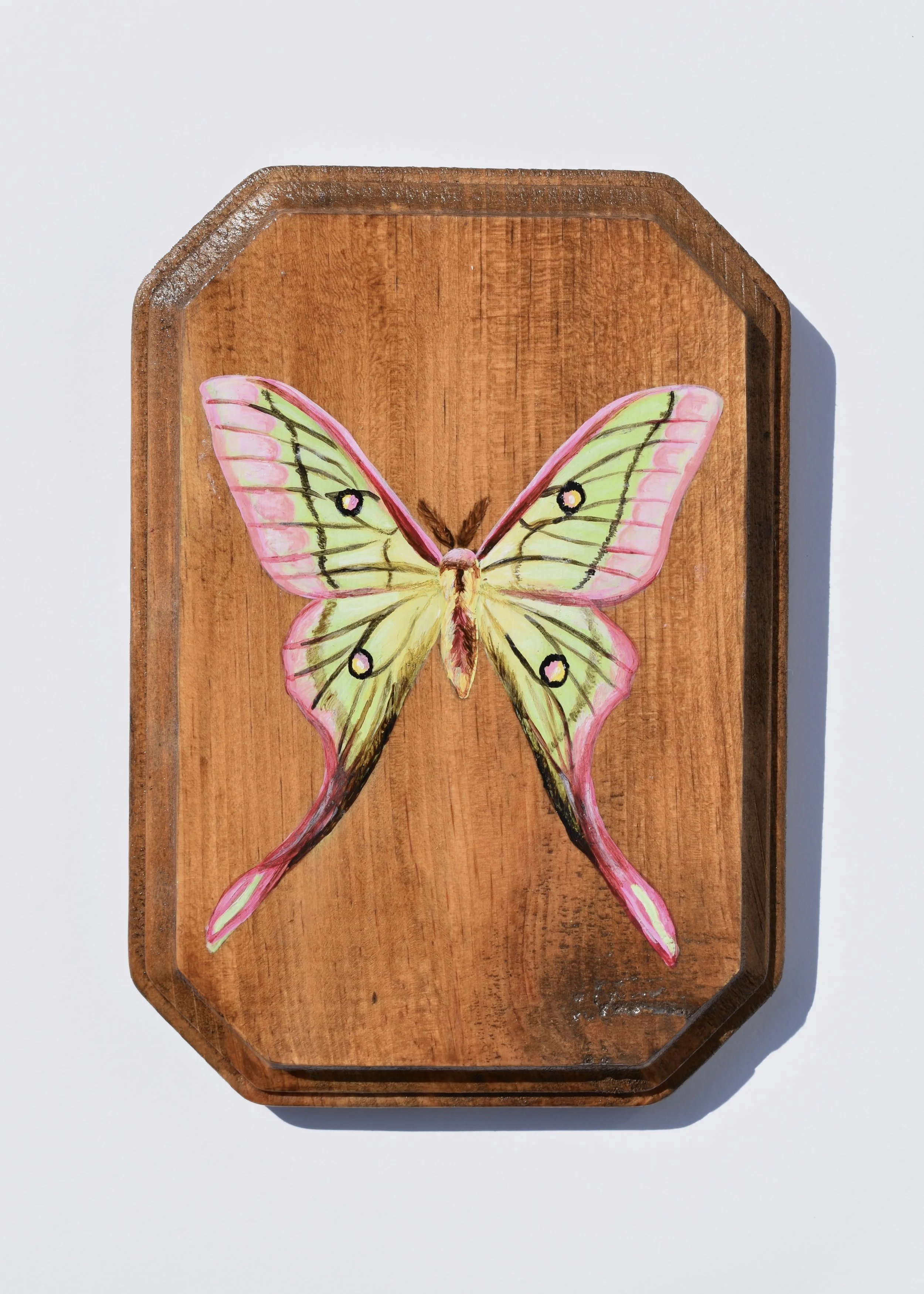 Hand-Painted Wooden Plaque - Hybrid Moon Moth
