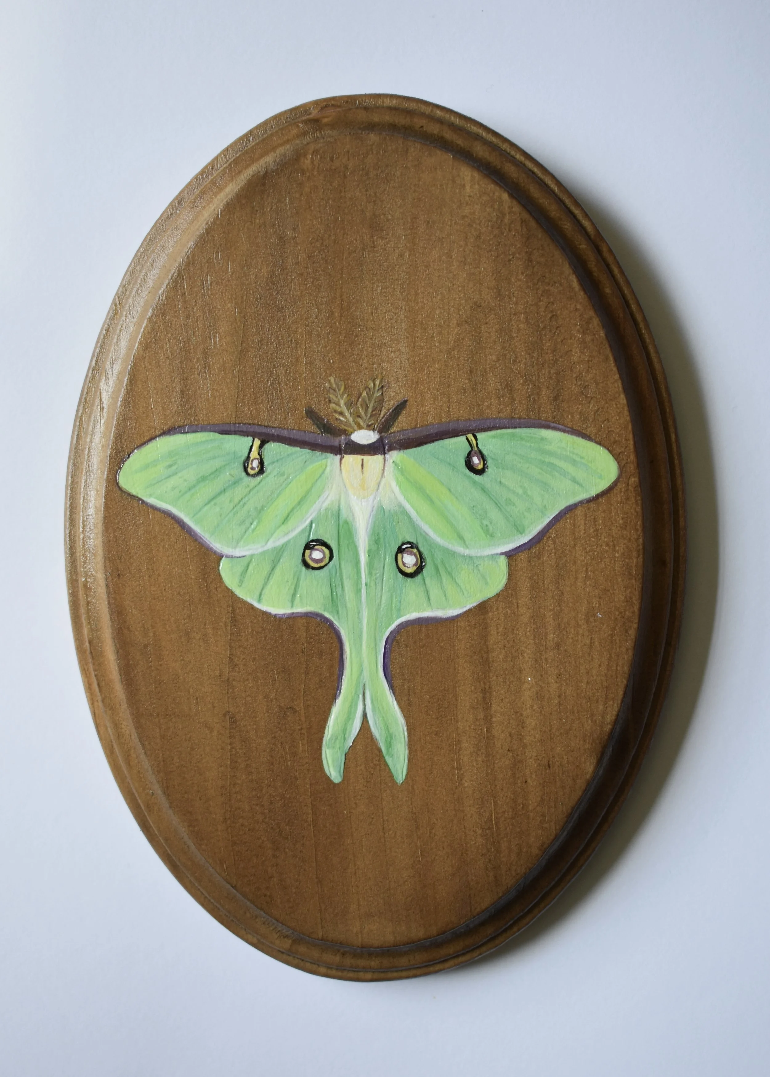 Luna_Moth.jpg