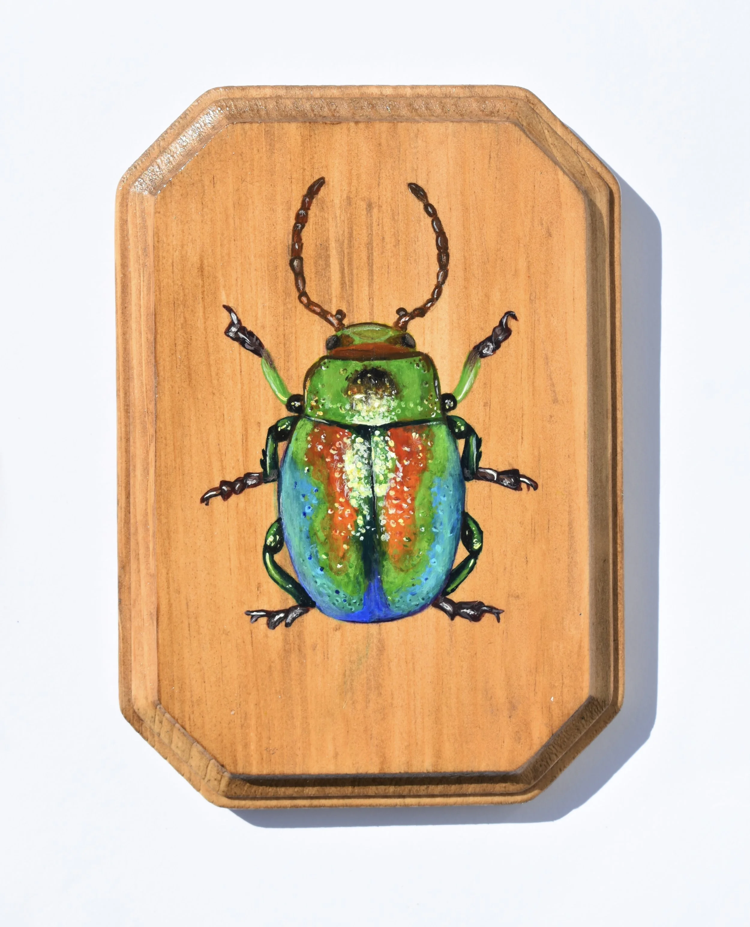 DeadNettleLeafBeetle.jpg