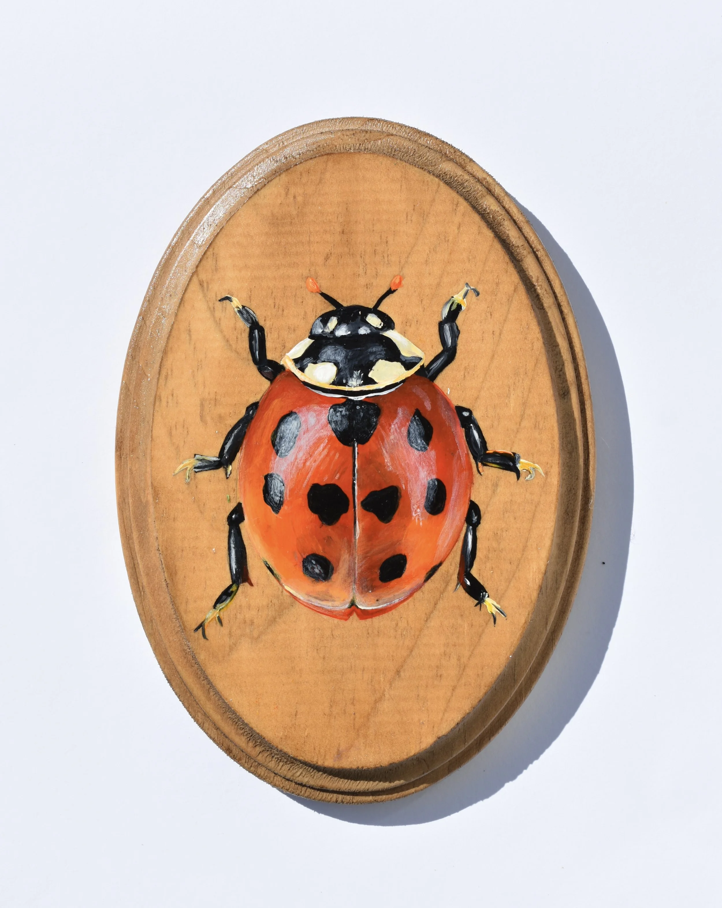 Ladybug.jpg