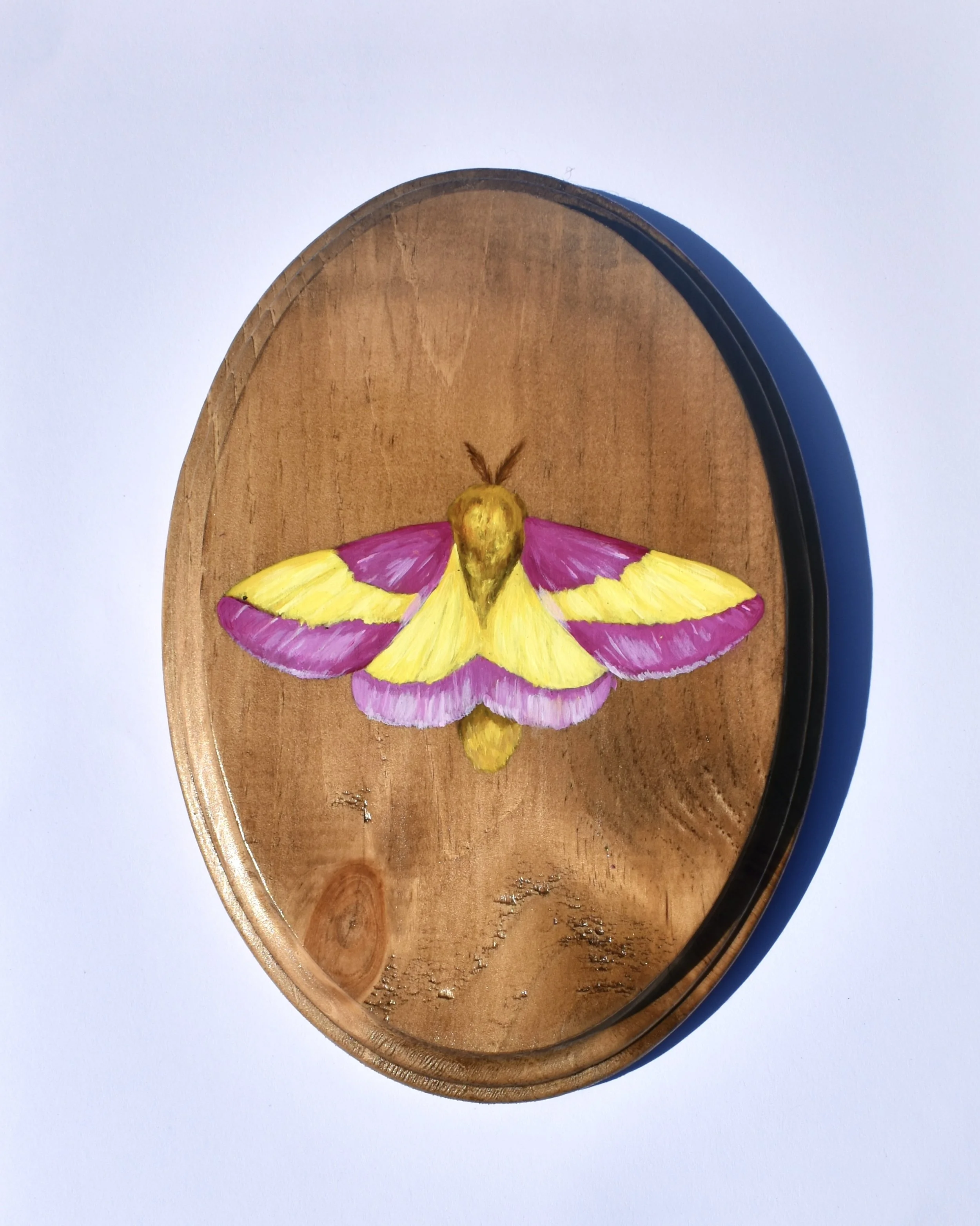 RosyMapleMoth.JPG