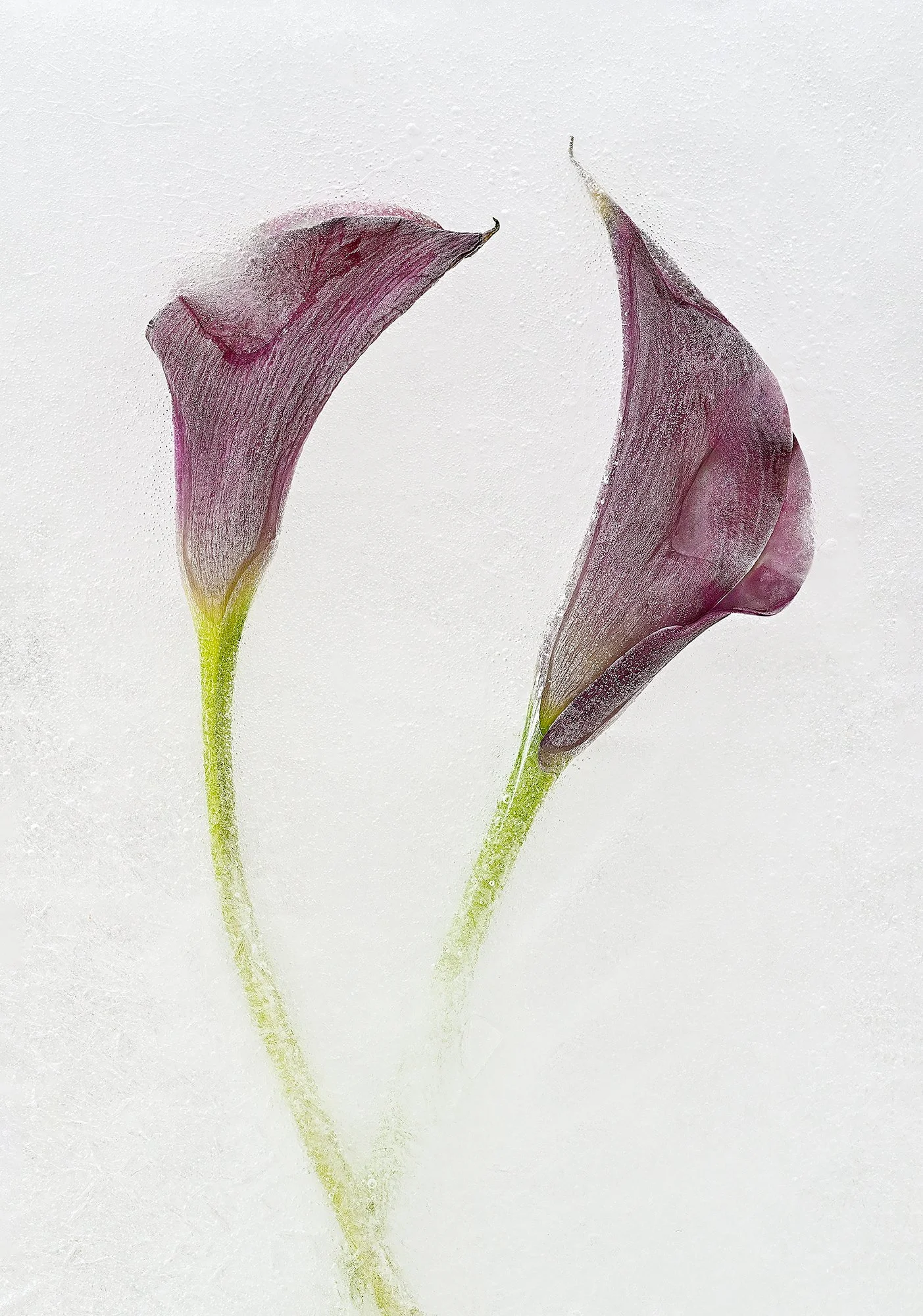 Two wilted purple calla lily flowers with green stems, viewed through a fogged or frosted glass surface.