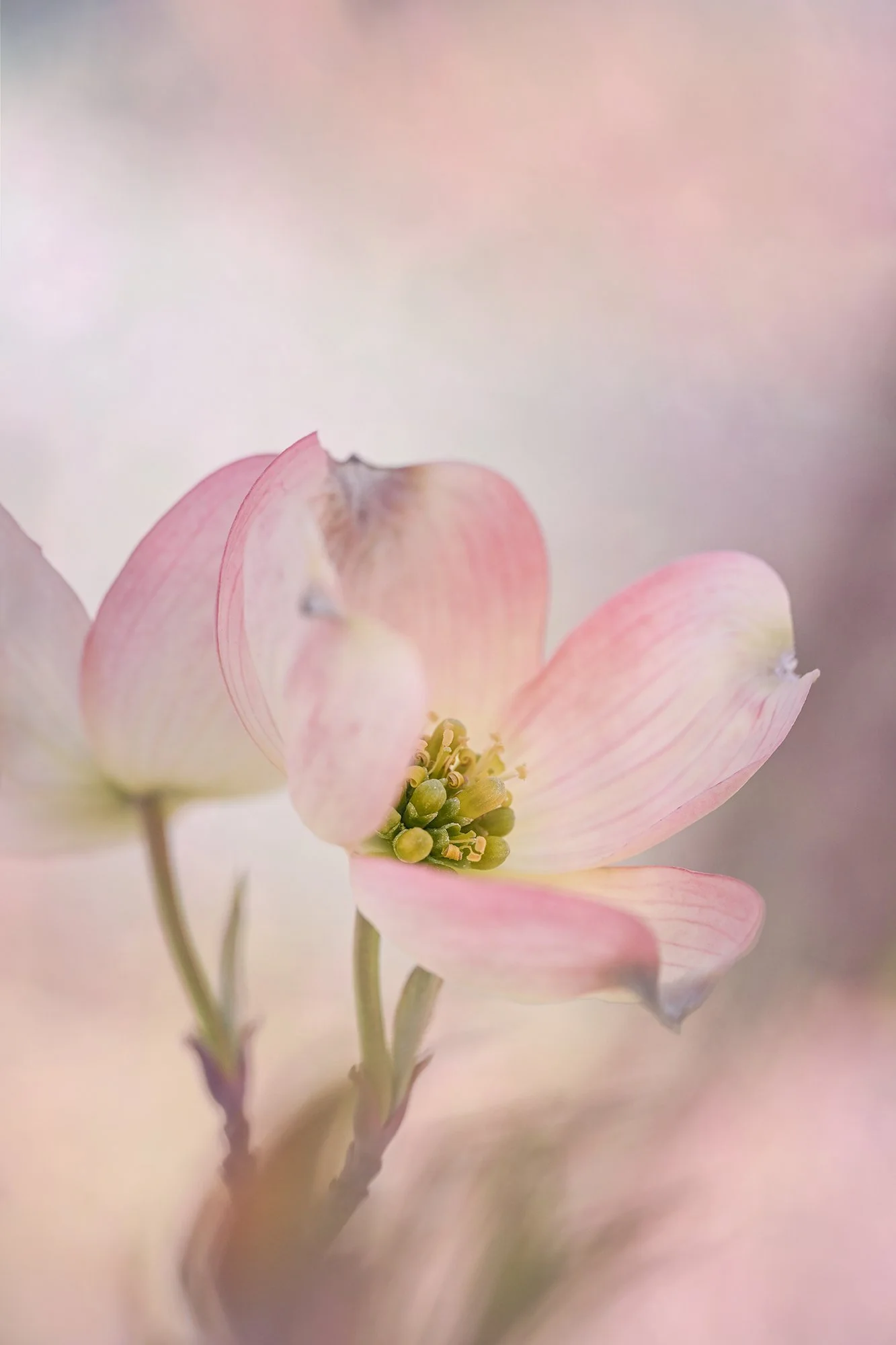 Close-up of a delicate pink flower with soft petals and green center, against a blurred pastel background.