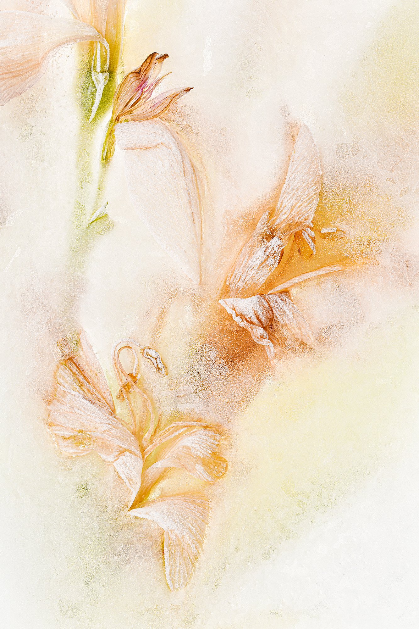 Frozen flowers 2025-11-21NIKON D850-24616.jpg
