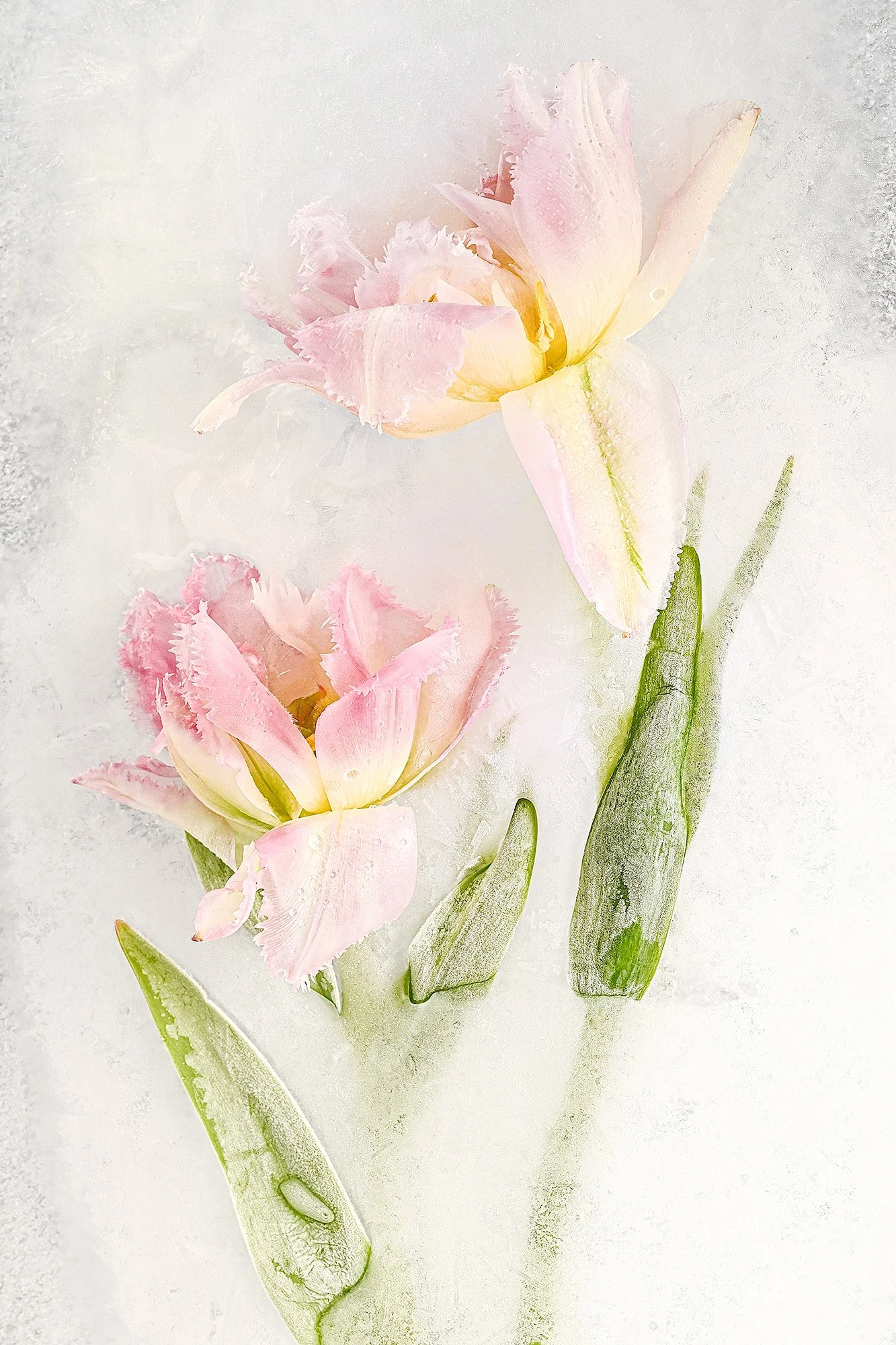 Close-up of two pink tulip flowers with green stems and leaves, with a white textured background.