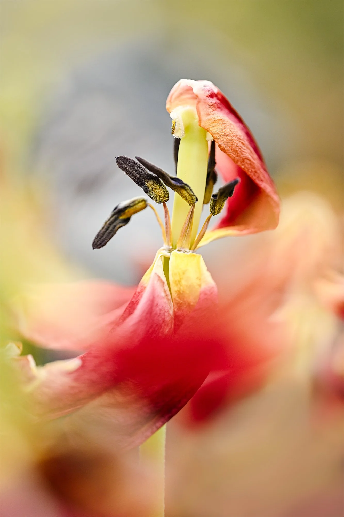 Flower Portraits2026 2026-03-11NIKON Z 8-99201-Edit.jpg