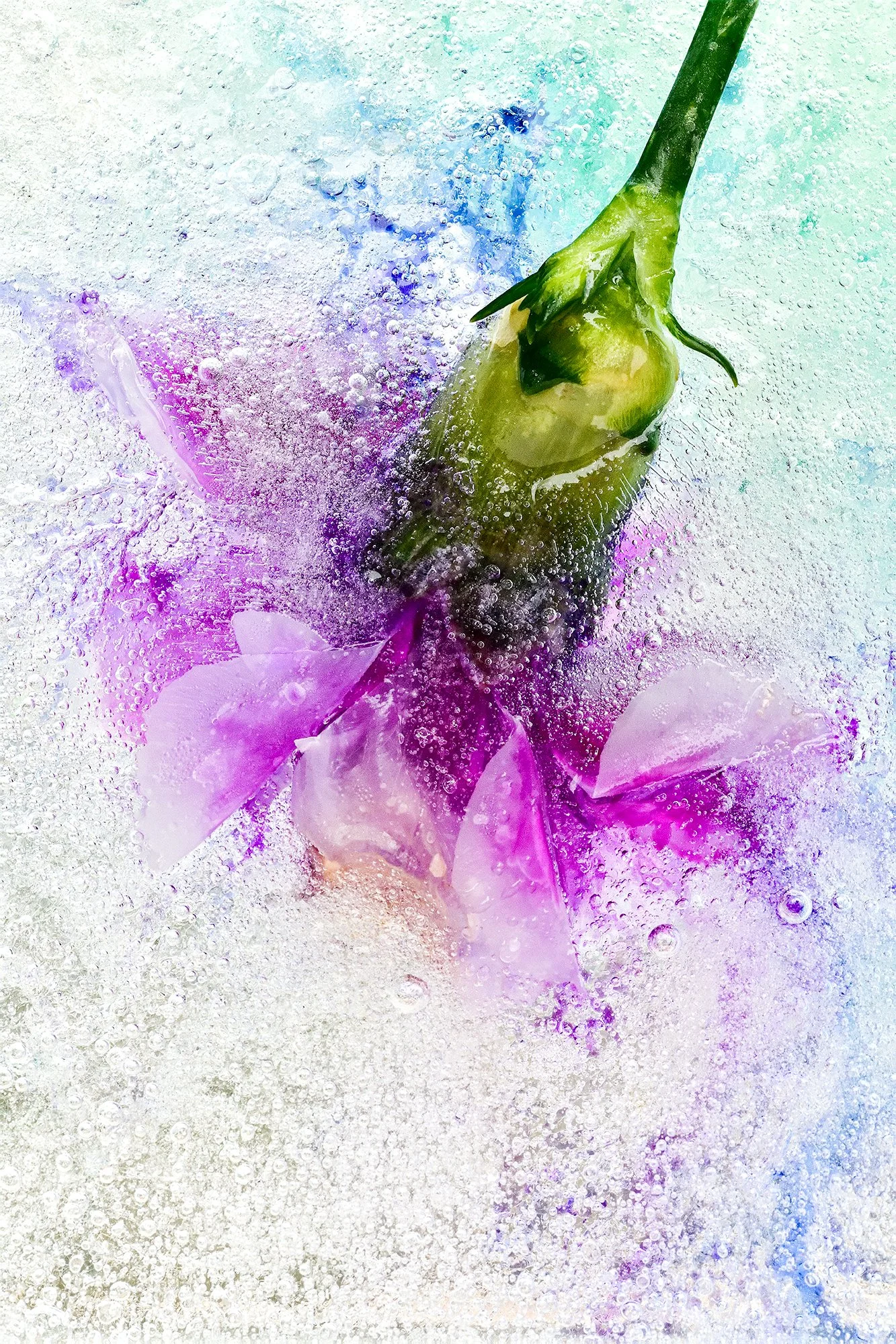 Frozen Flowers 2025-10-17NIKON D850-6840.jpg