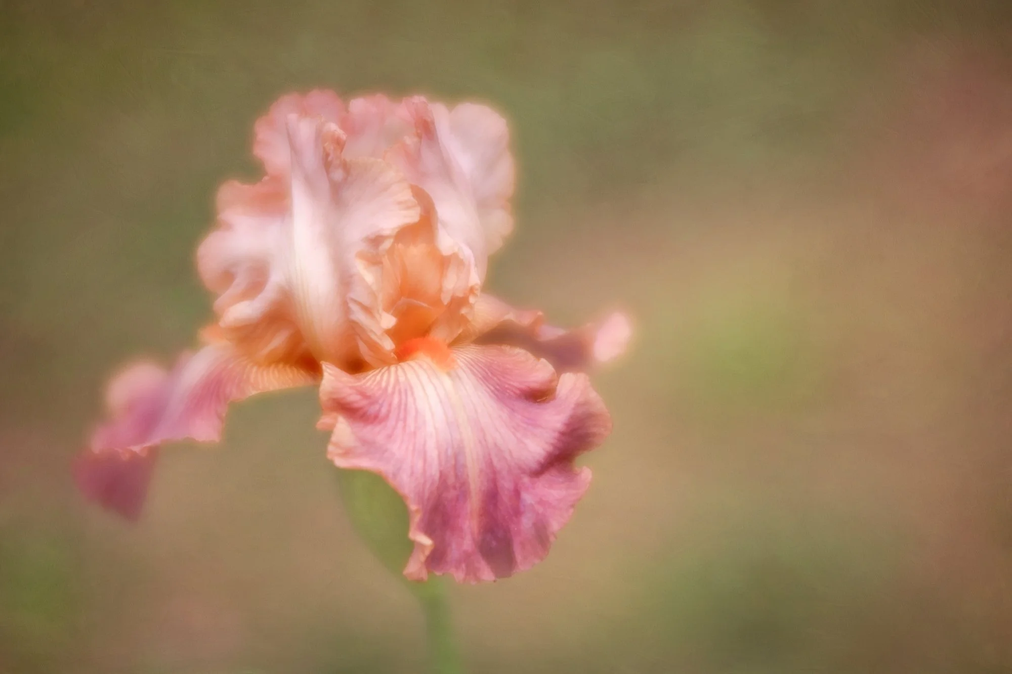 Close-up of a pink and orange iris flower with a blurred green background.