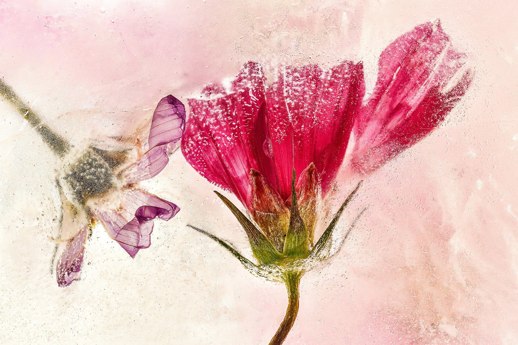 A pink flower with green stem against a soft pink background, surrounded by abstract purple butterfly-like shapes.