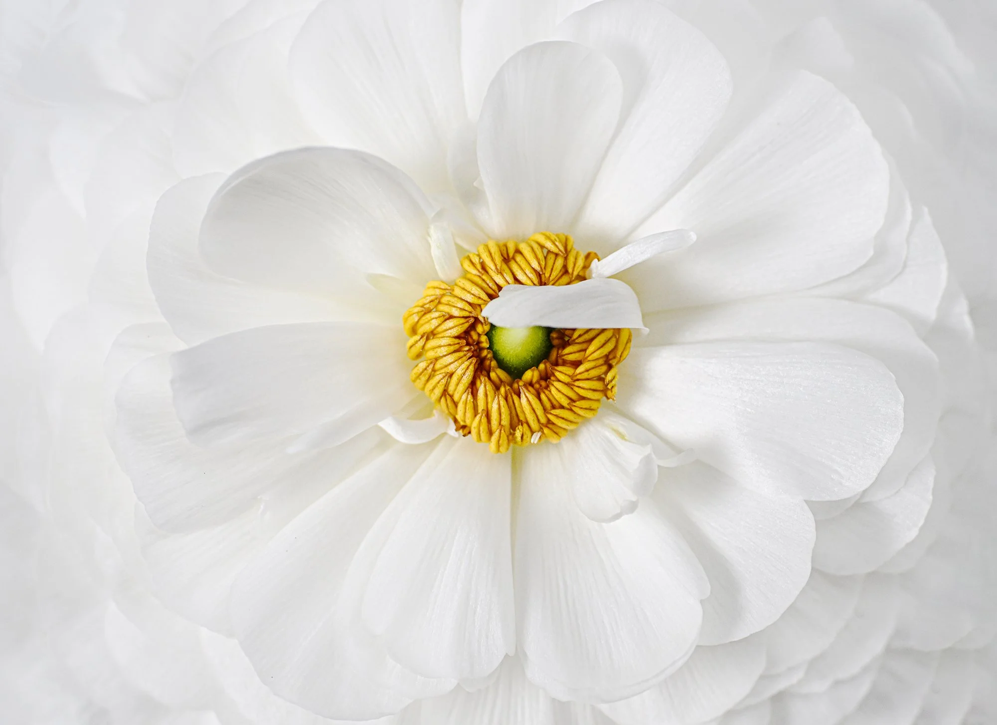 A close-up of a white flower with a yellow center, showing layered petals.