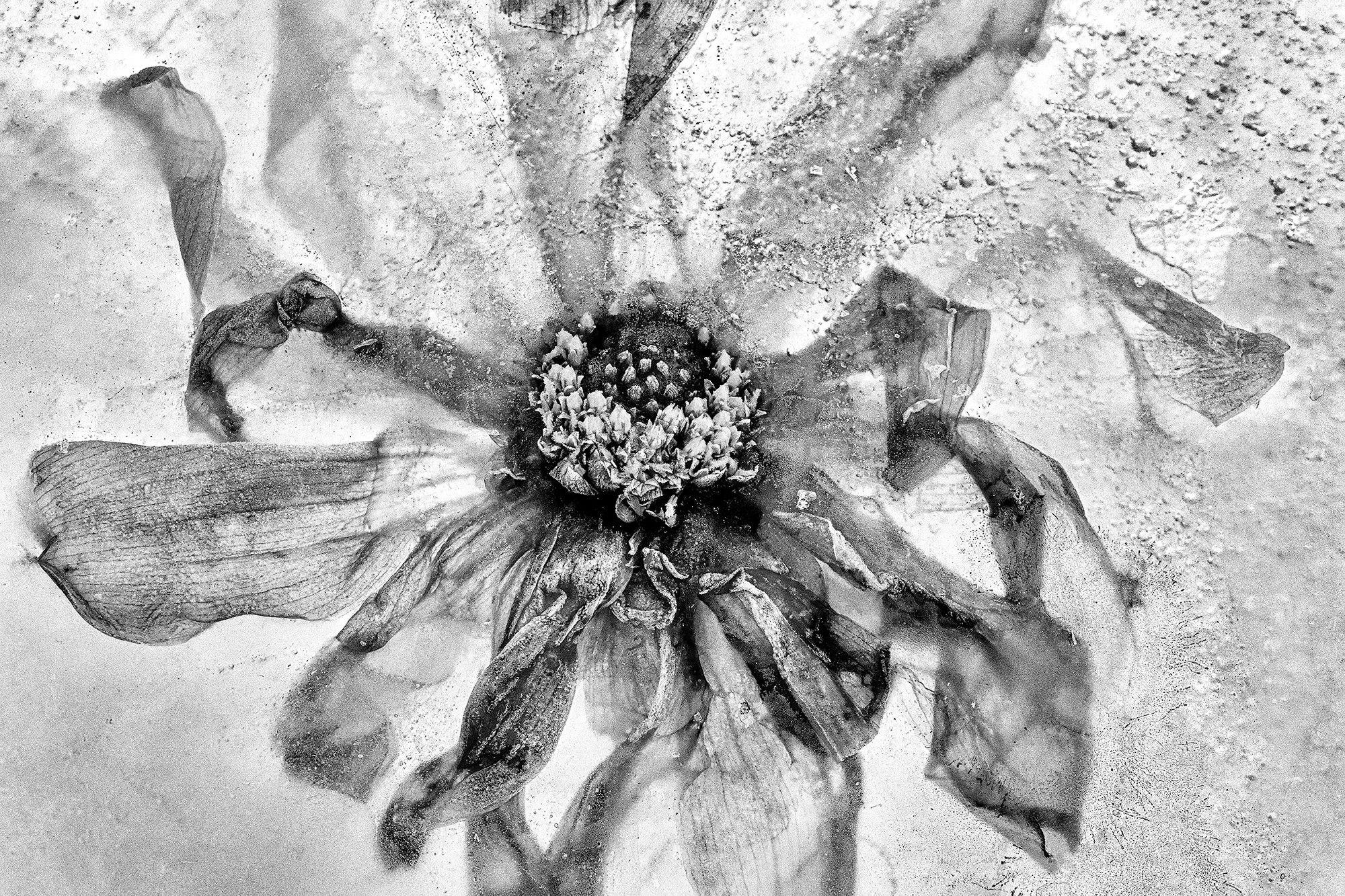 Frozen Flowers 2025-10-22NIKON D850-7798-Edit-2.jpg