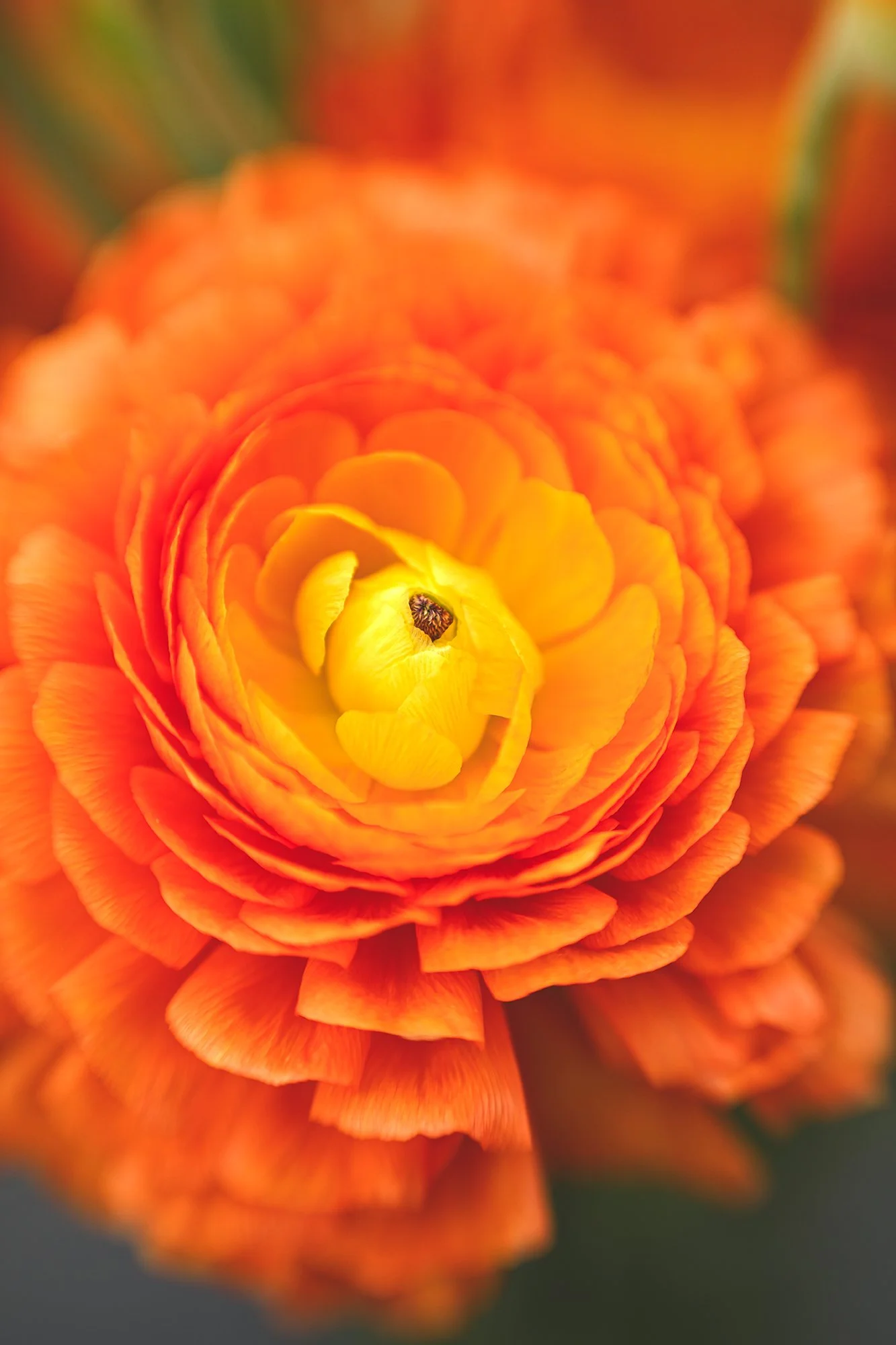 Flower Portraits 2026 2026-04-01NIKON Z 8-154870-Edit.jpg