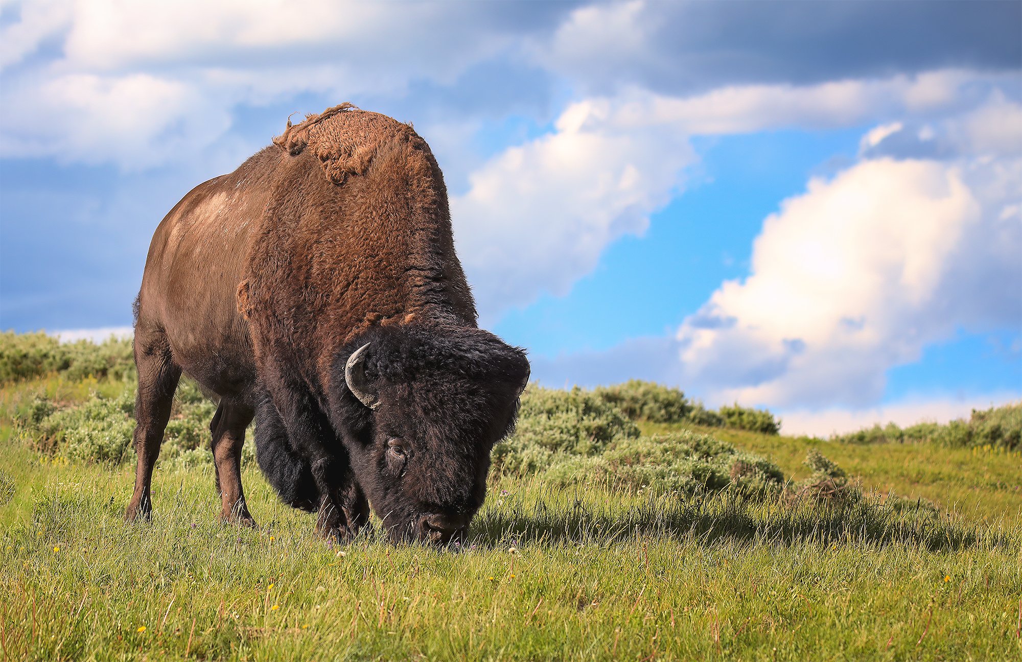 Yellowstone park425-Edit-2.jpg