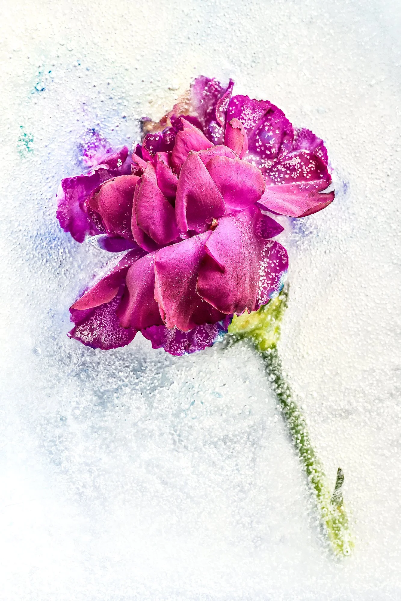 Frozen Flowers 2025-10-15NIKON D850-4304.jpg