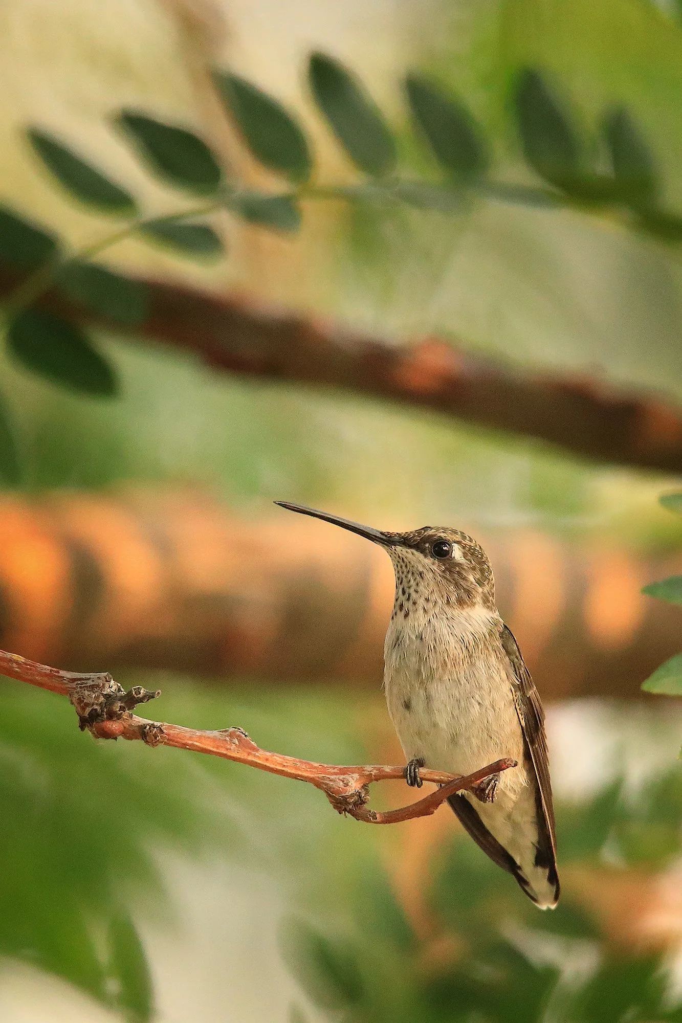 Hummingbirds August 2018 Tiff102.jpg