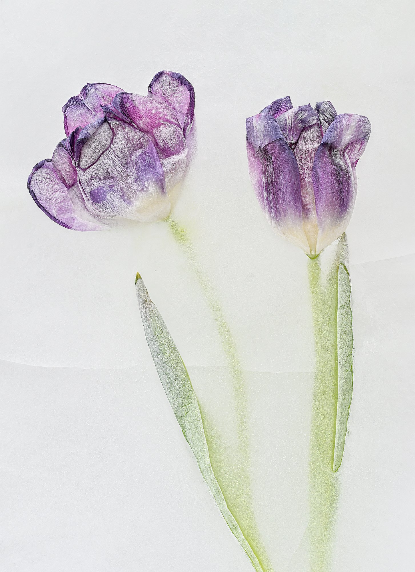 A close-up image of two purple tulips with green stems on a white background.