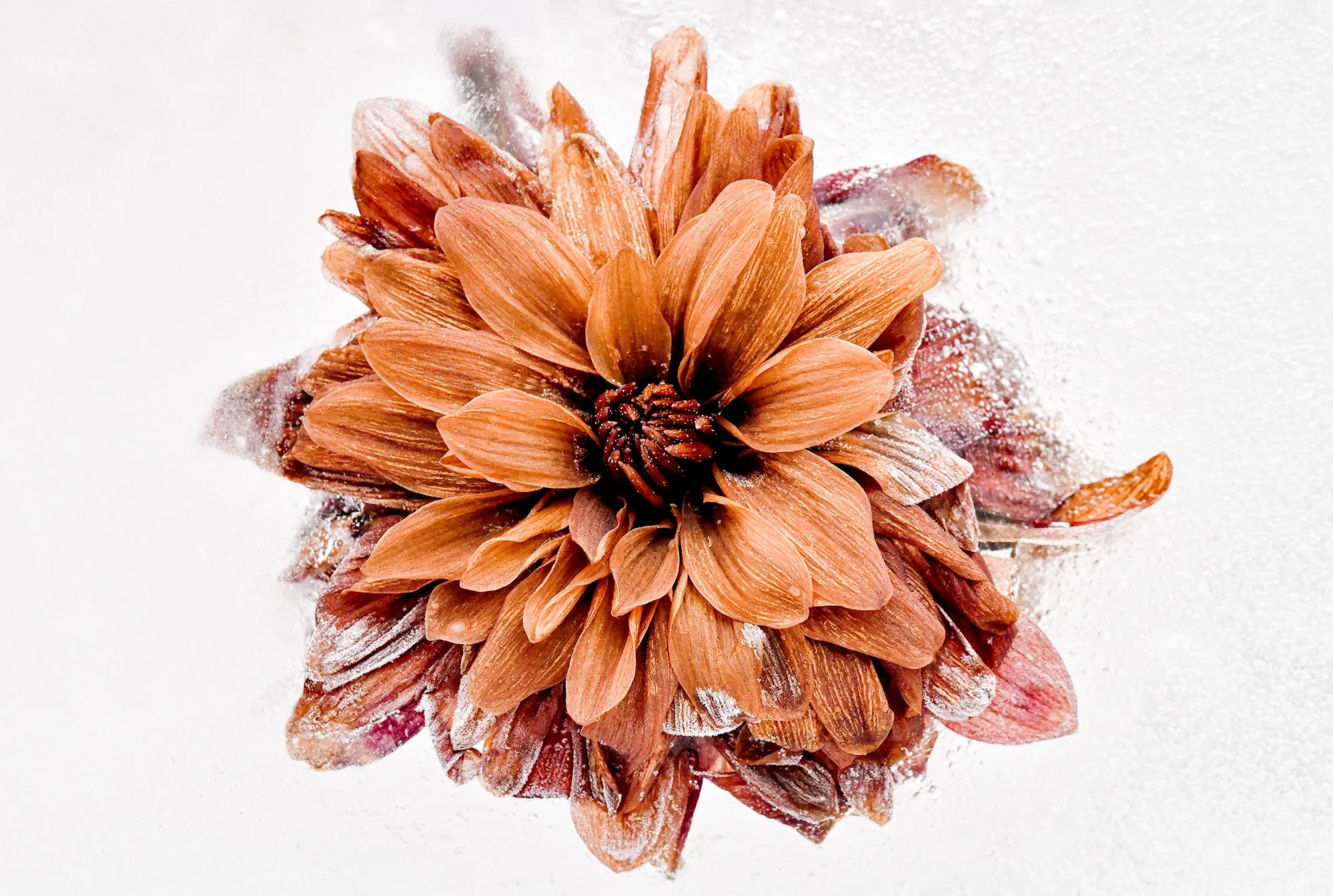 A pine cone with frost on it, set on a white background.