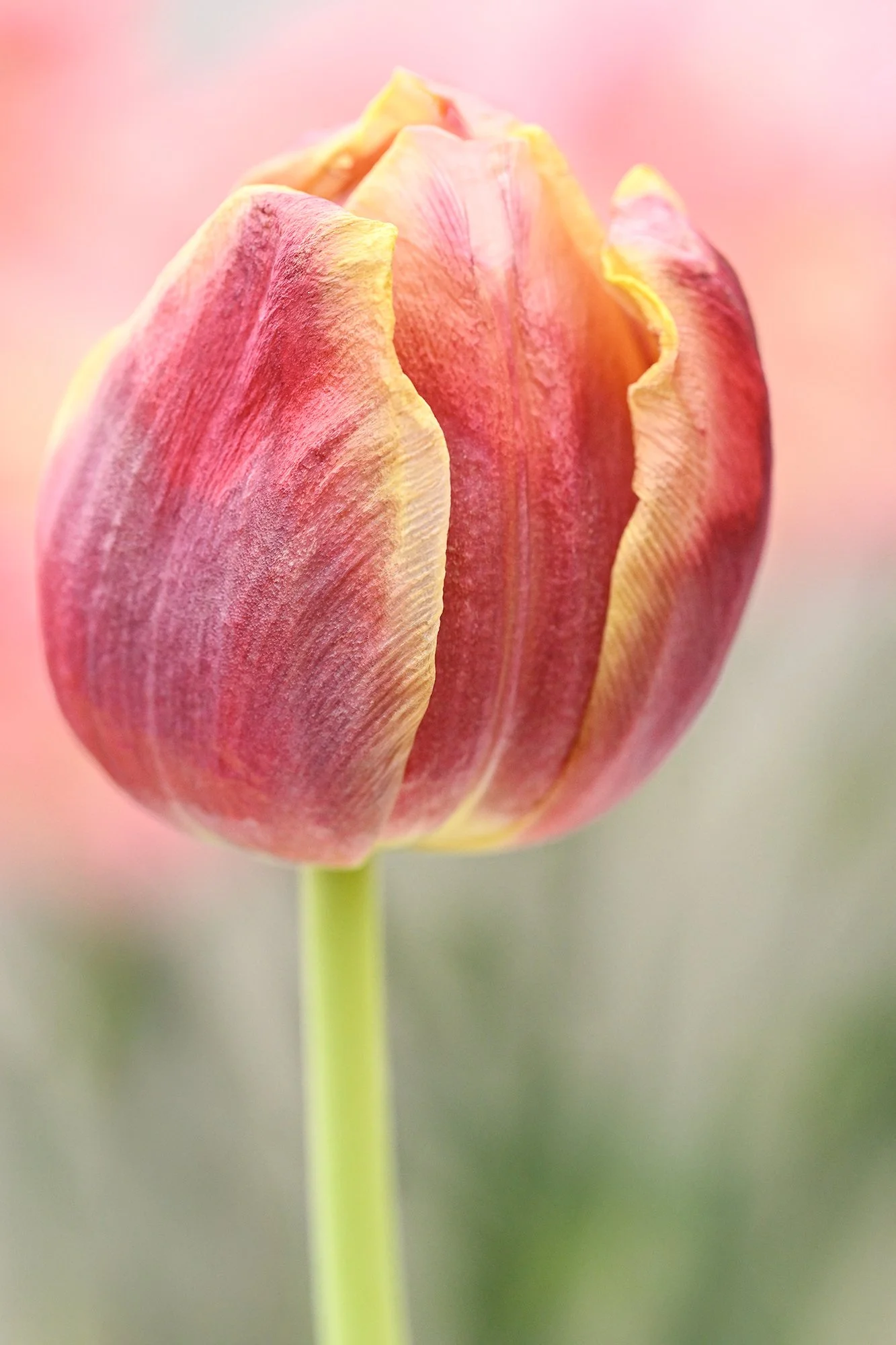 Floral Portraits 2026 2026-03-06NIKON Z 8-90527-Edit.jpg