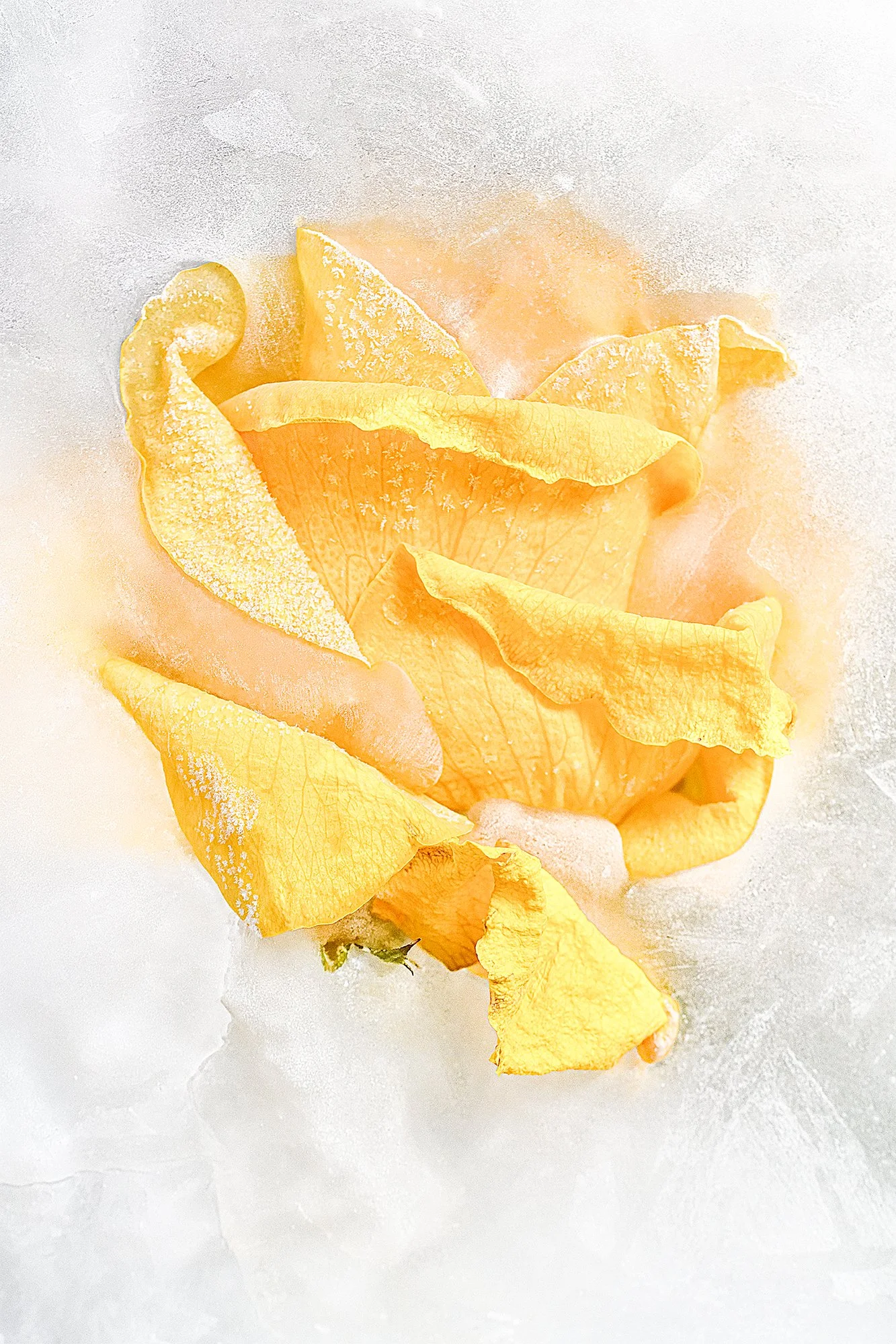 Frozen flowers 2025-11-07NIKON D850-16273.jpg