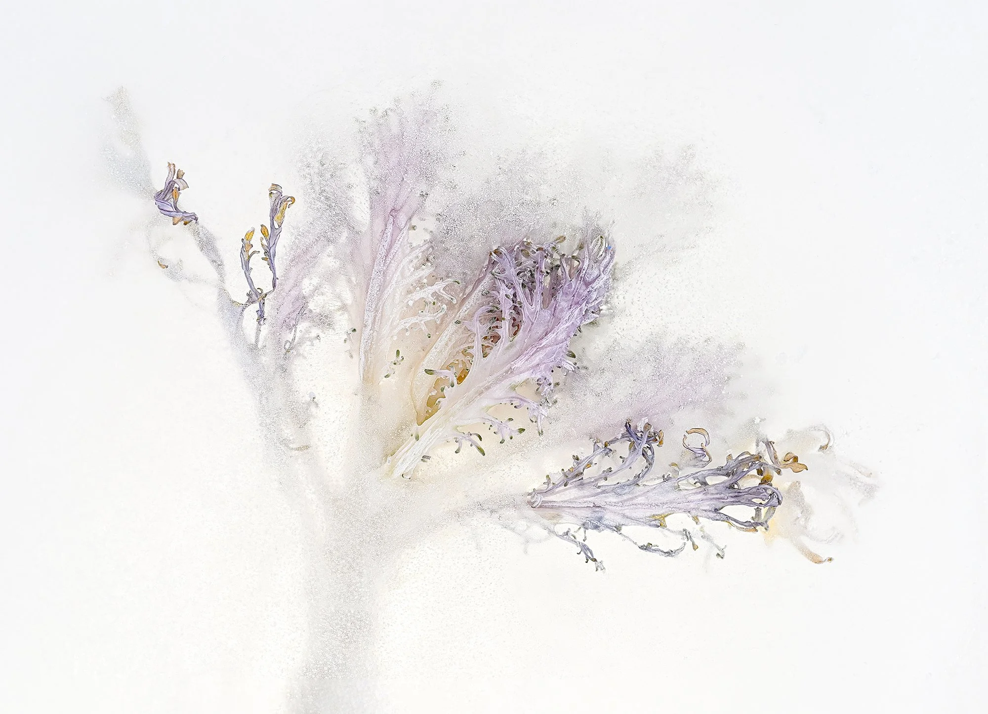A close-up image of a purple and white vegetable, possibly a variety of lettuce or cabbage, with intricate leafy textures and some tiny purple flowers or buds.