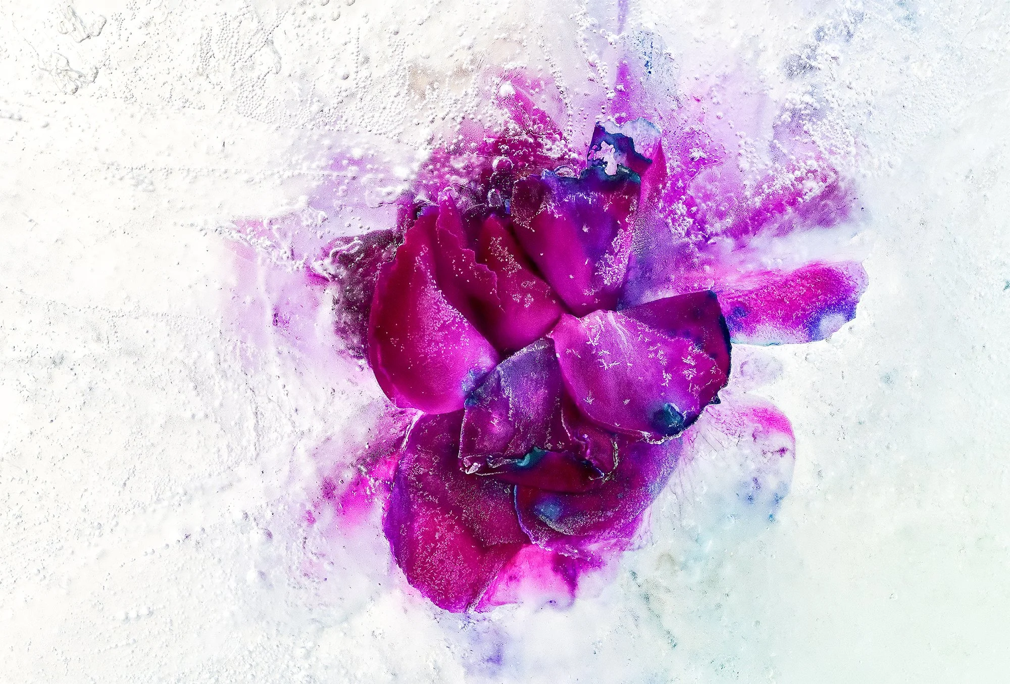 Abstract colorful artwork with shades of pink, purple, blue, and white, resembling a flower or explosion with textured details.