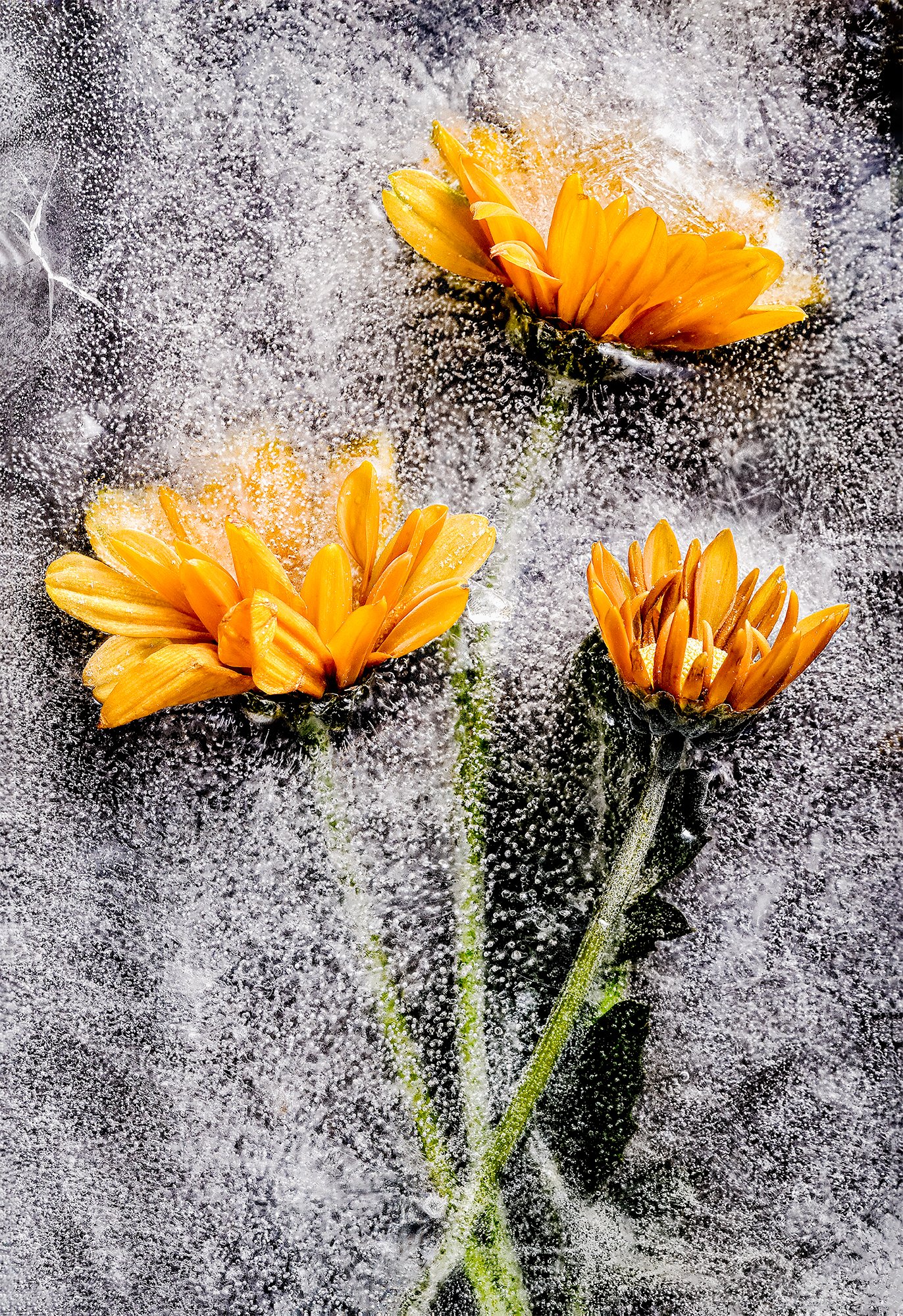 Frozen Flowers 2025-10-23NIKON D850-8645.jpg