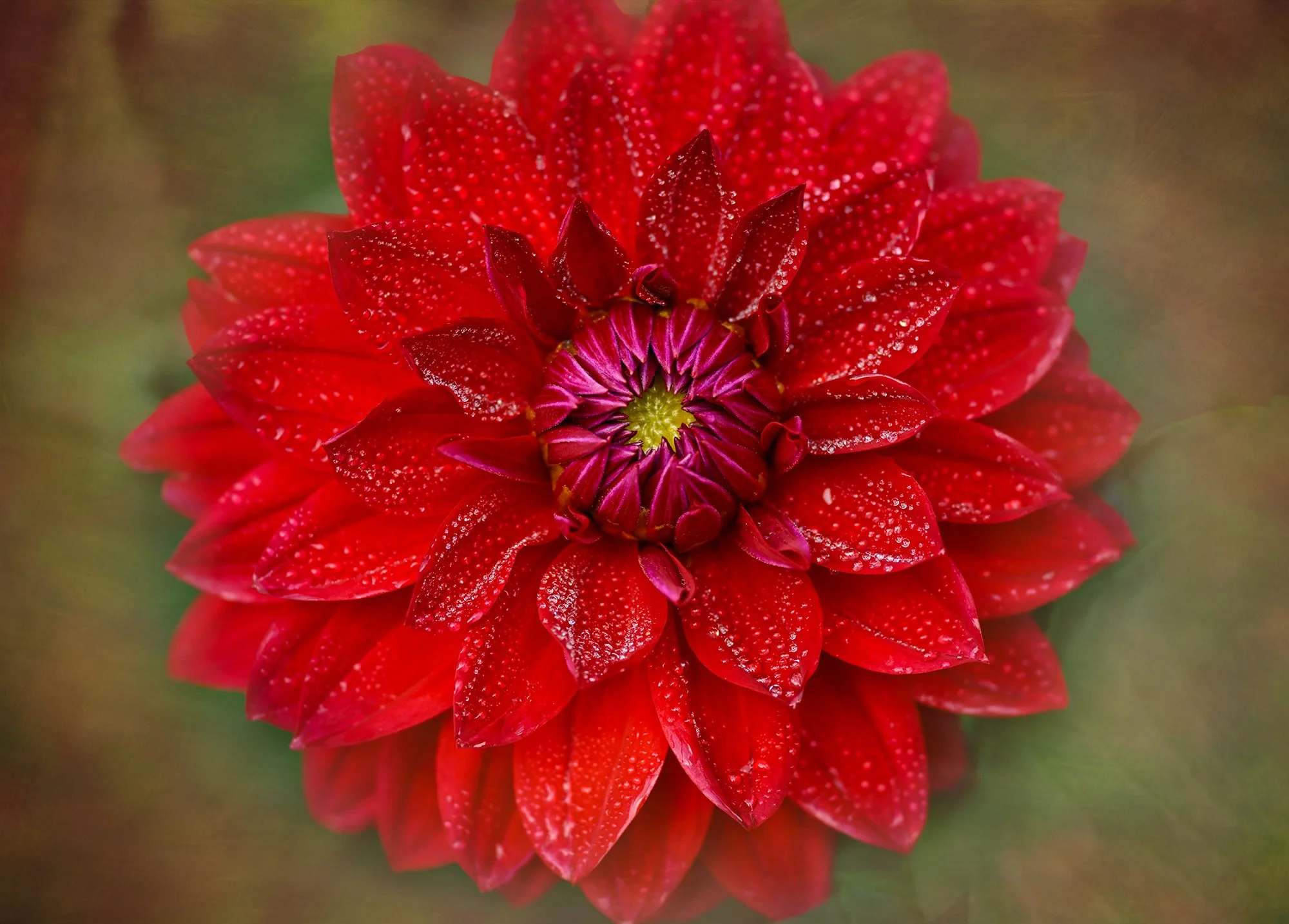Close-up of a red dahlia flower with water droplets on its petals, showcasing intricate petal details and a vibrant green background.