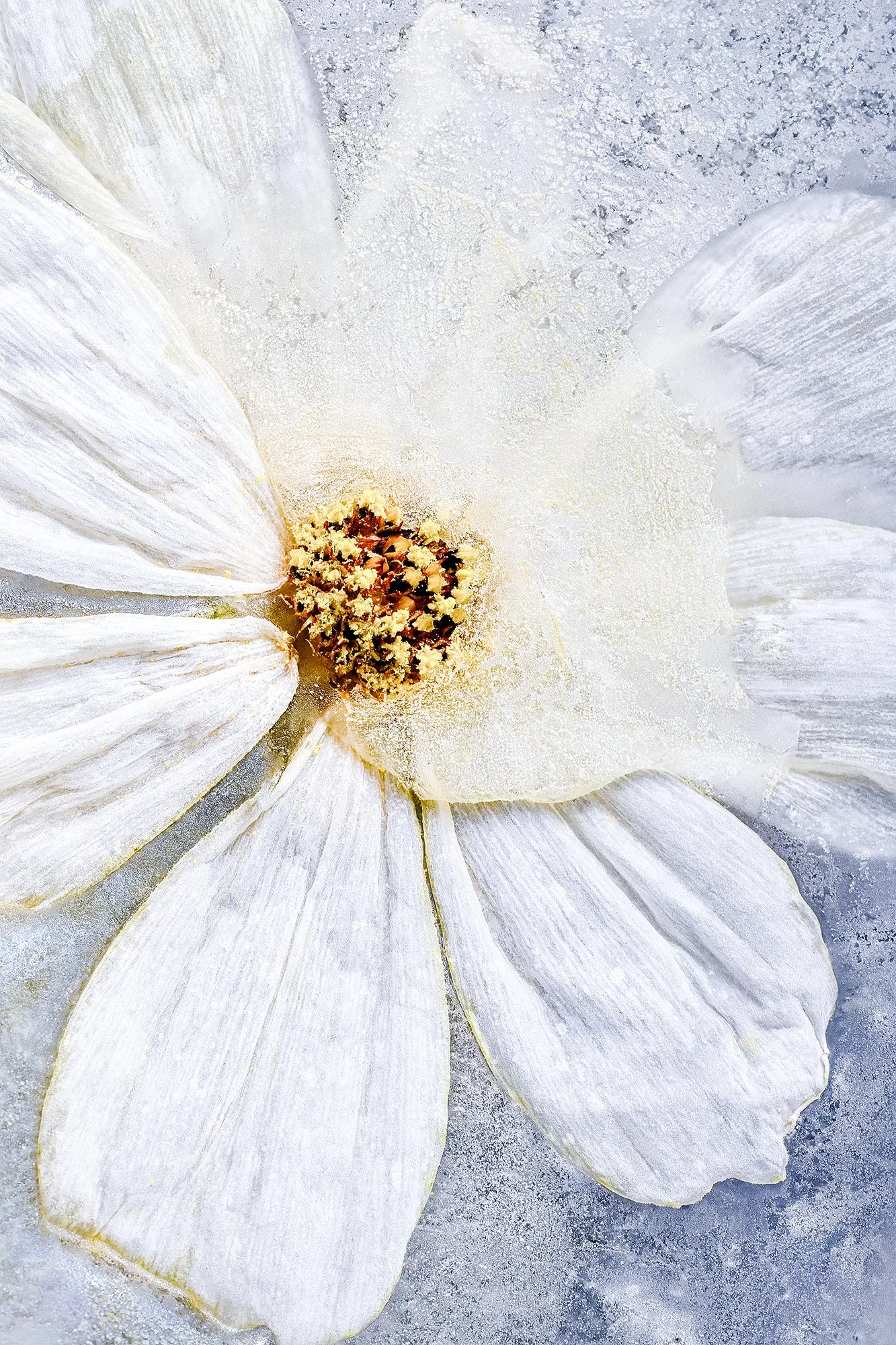 Frozen Flowers 2025-10-23NIKON D850-8562-Edit.jpg