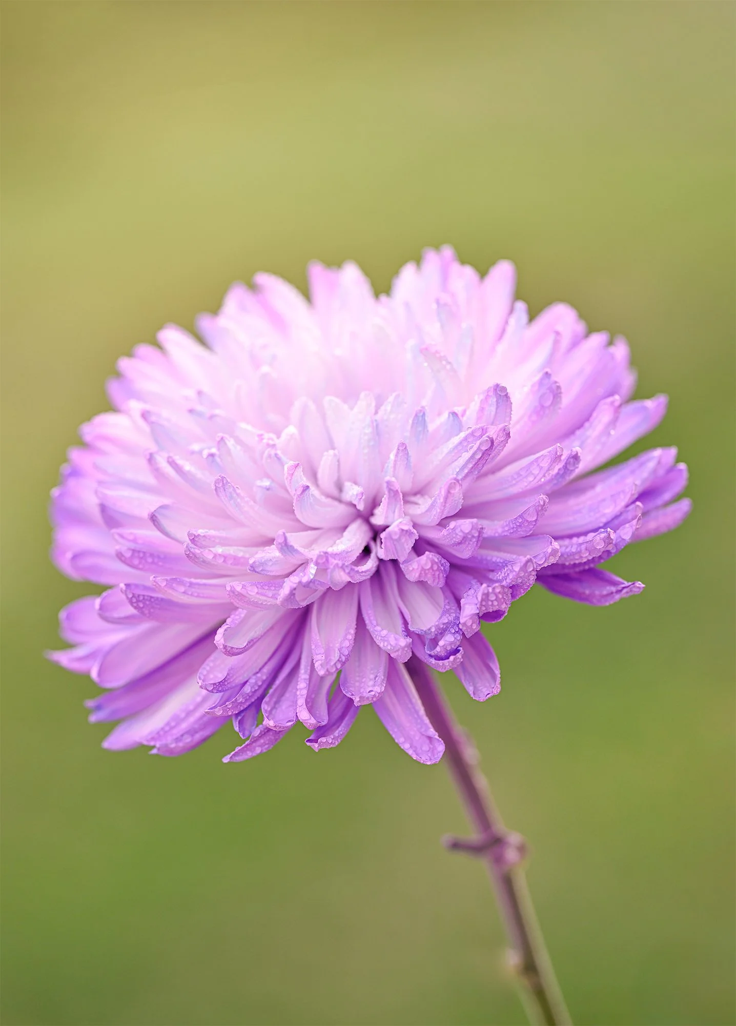 Close-up of a pink-purple aster flower with dewdrops on the petals, purple stem, and green blurred background.