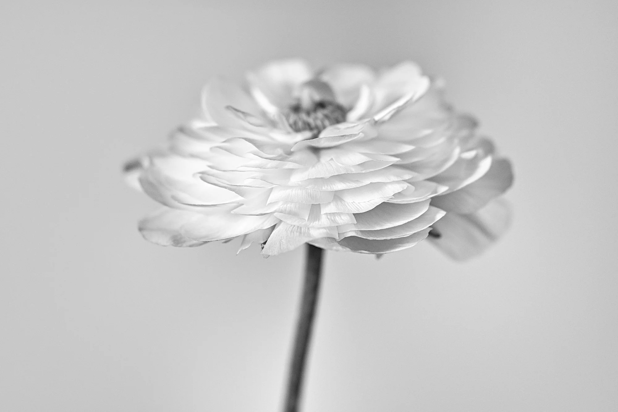 Black and white photo of a single flower with detailed layered petals and a dark center, on a slightly curved stem against a plain background.
