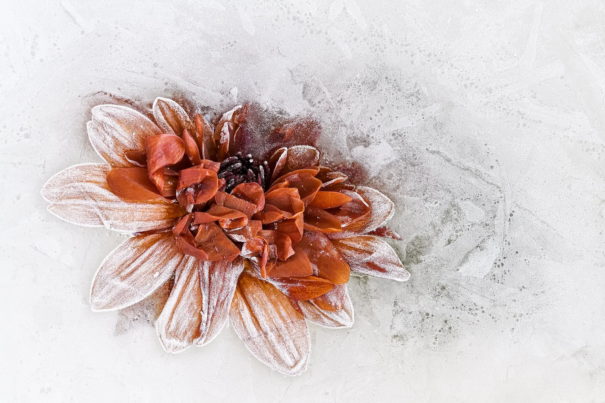 Frozen flowers 2025-11-13NIKON D850-19382.jpg