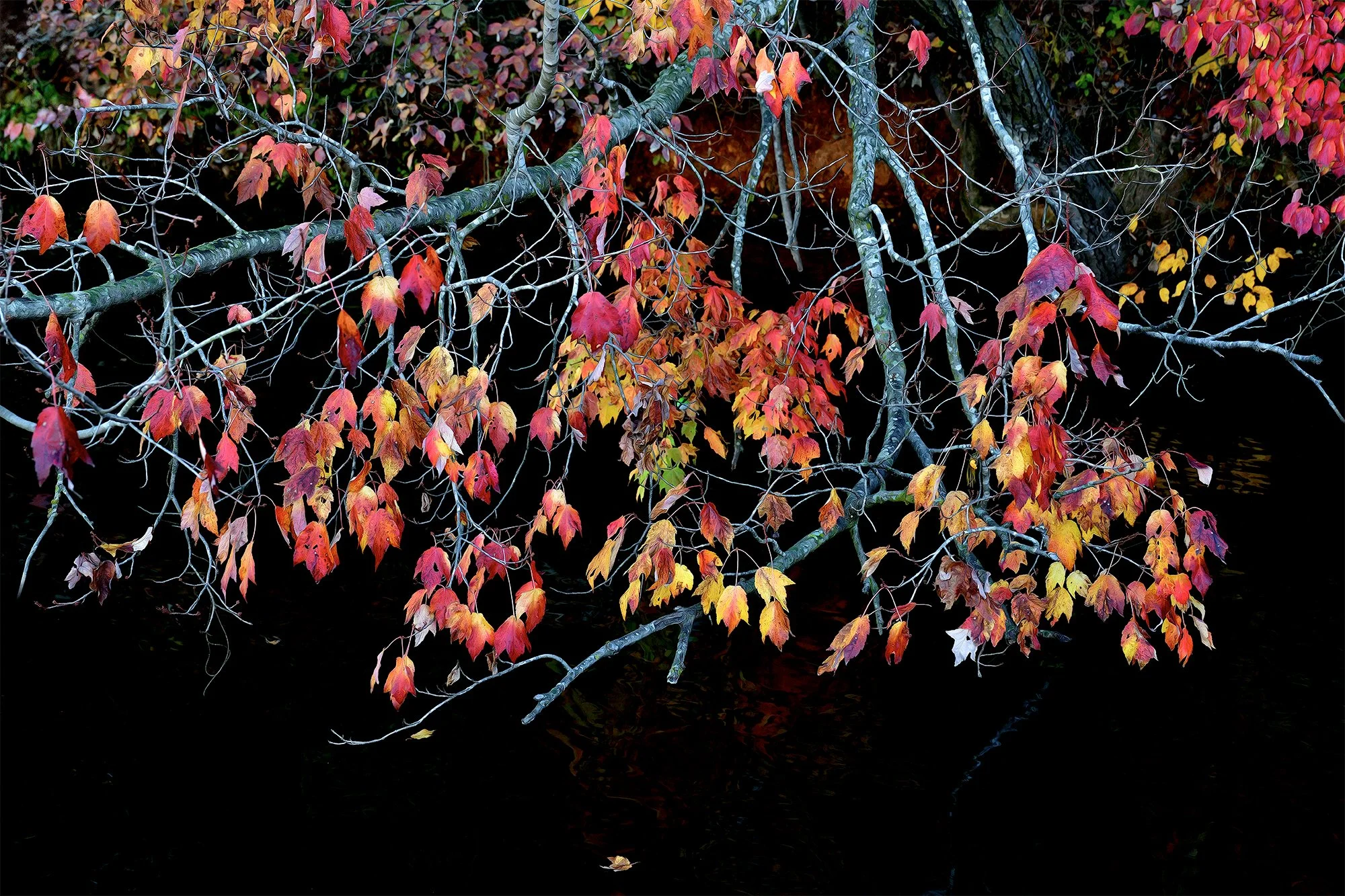 Colorful autumn leaves in red, yellow, and orange on tree branches over a dark water background.