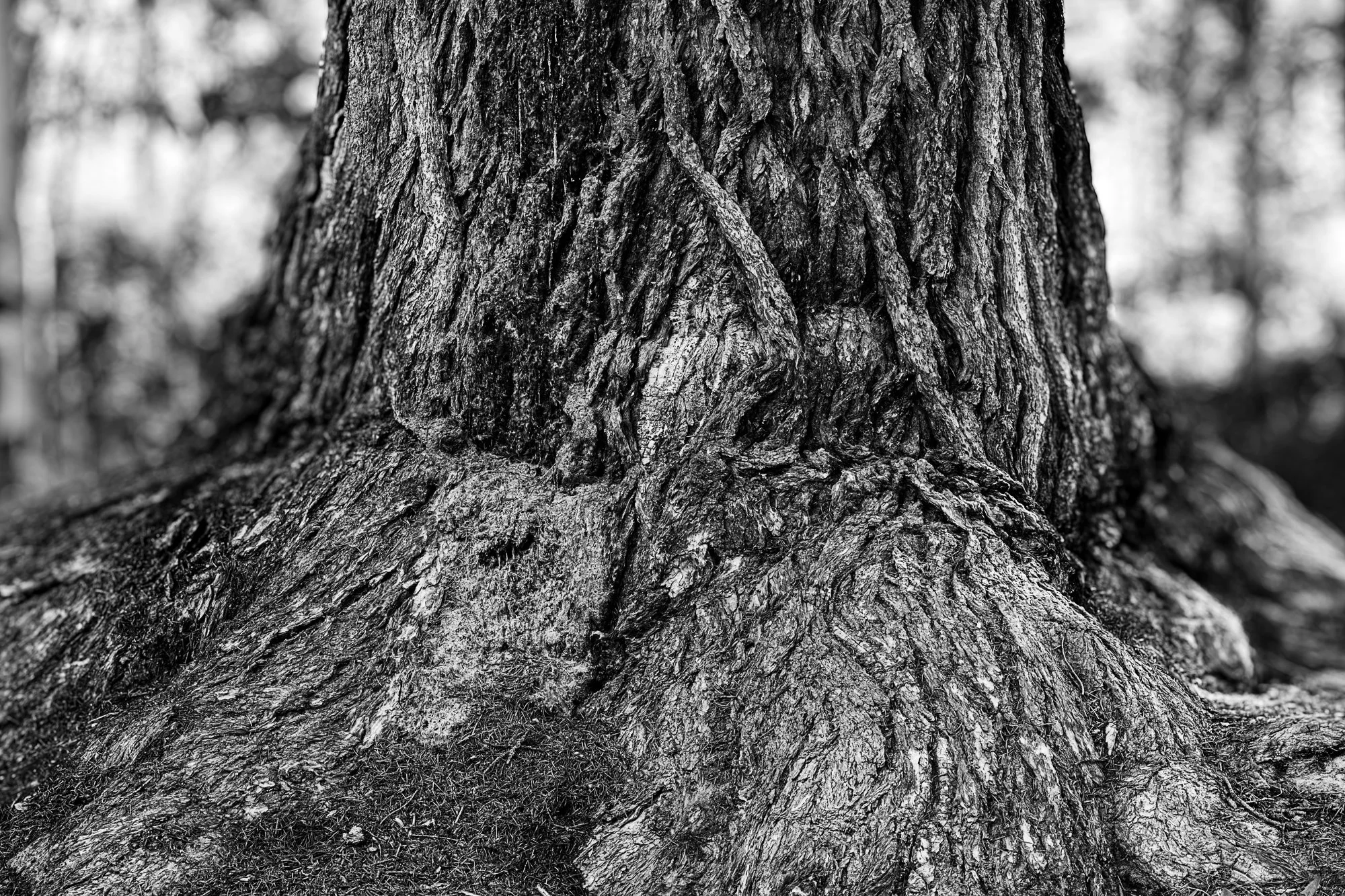 DSC_8800-Edit.jpg