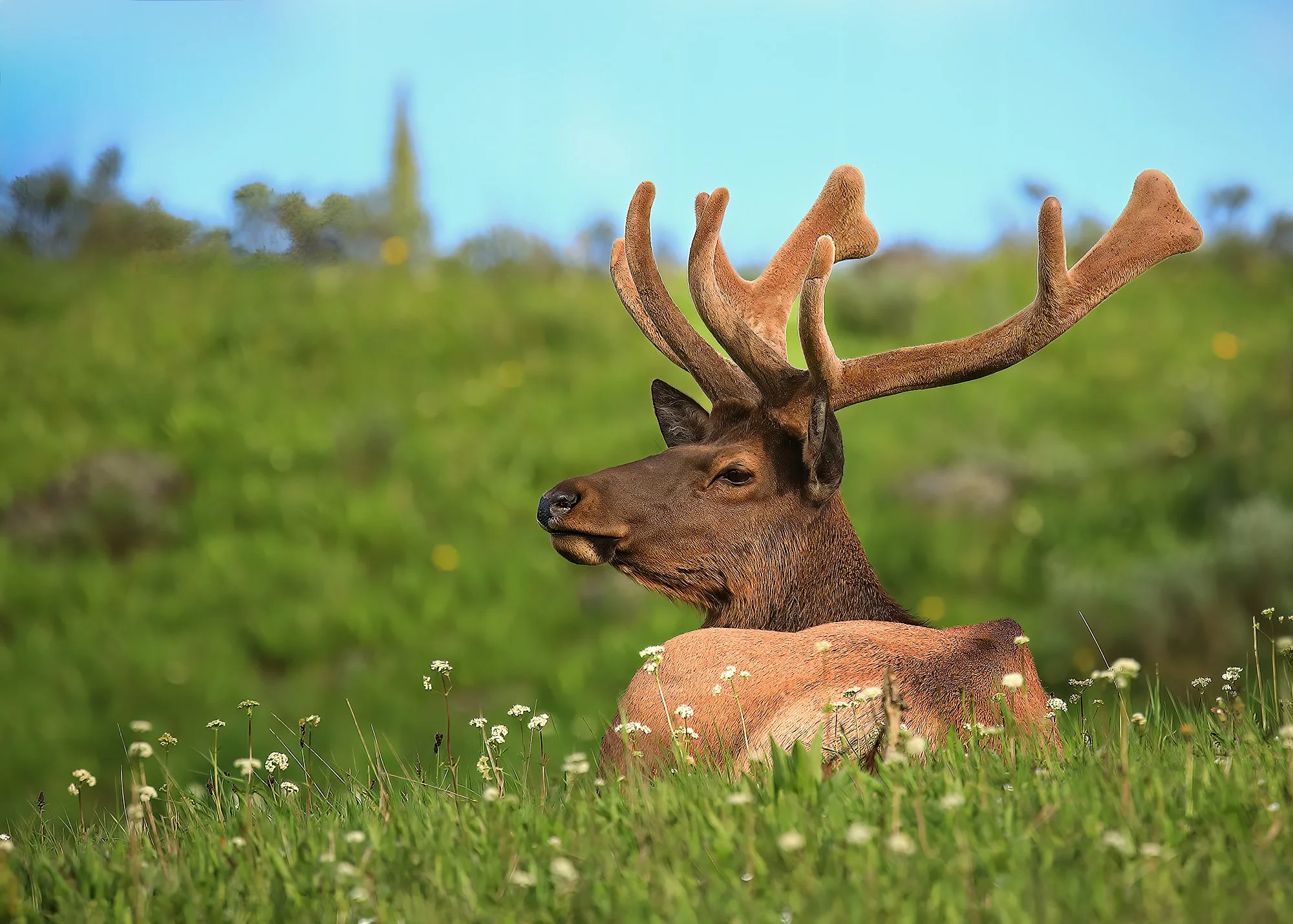 Yellowstone park507-Edit-Edit-2.jpg