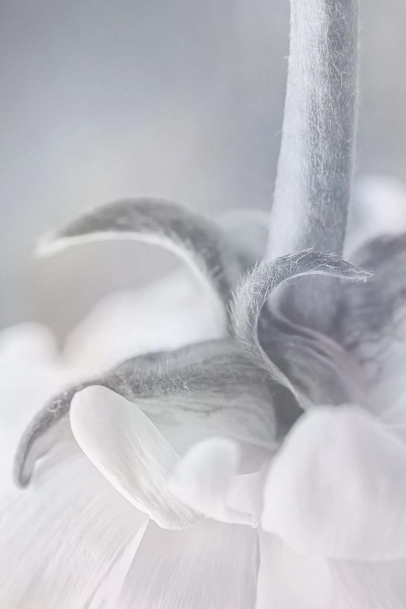 Close-up black and white photograph of a flower with softly curving petals and detailed textures of the flower's center.