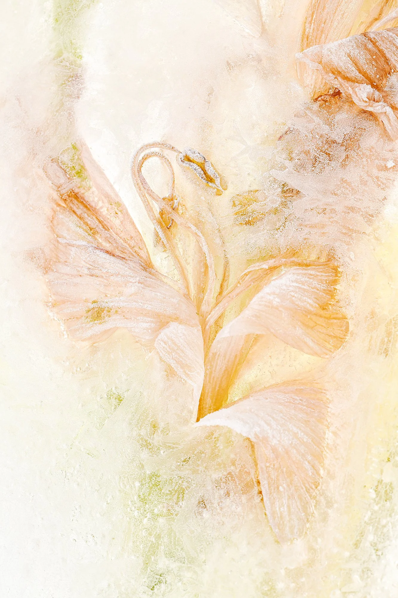 Close-up of sliced salmon with a light creamy background.