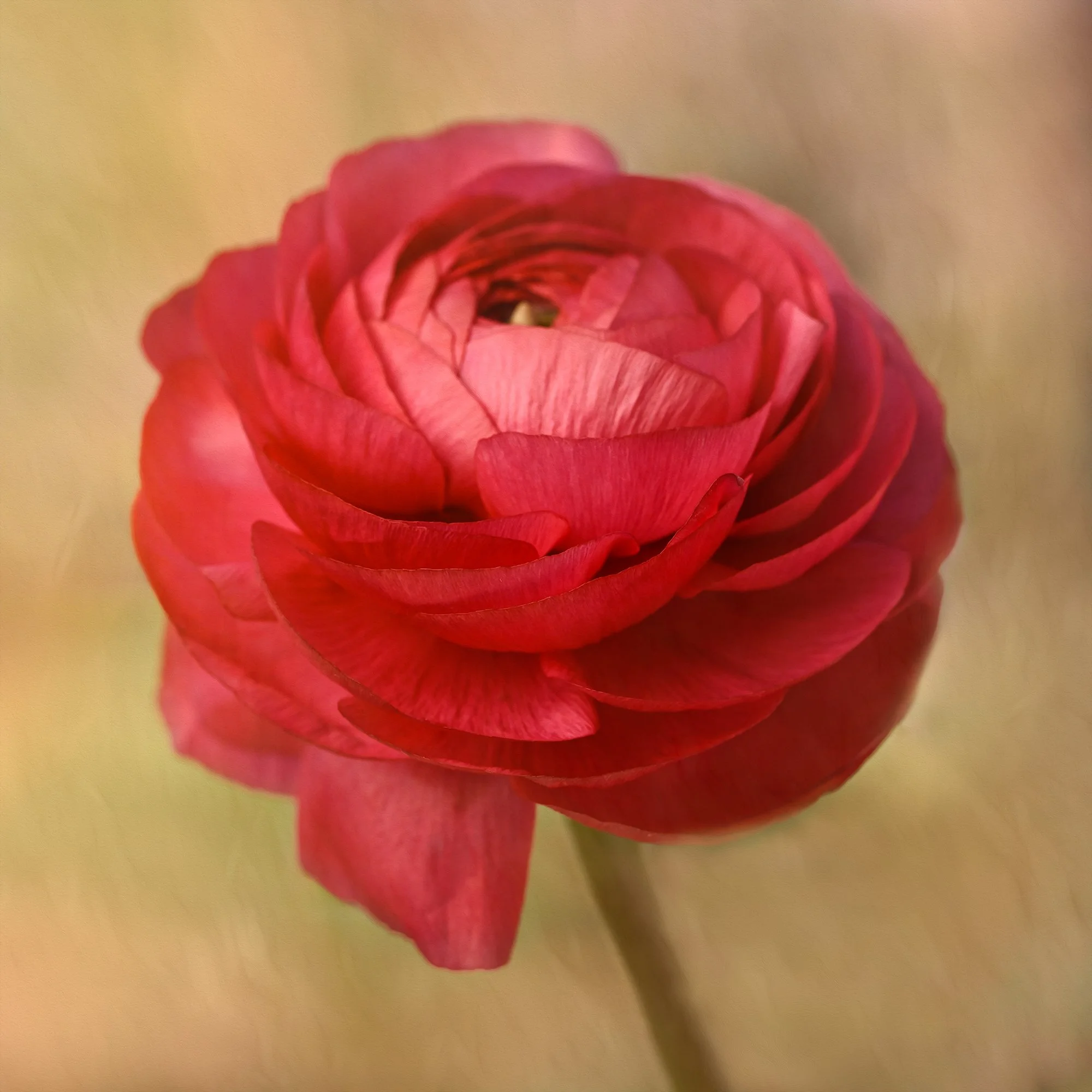 A close-up of a pink and red ranunculus flower against a plain background