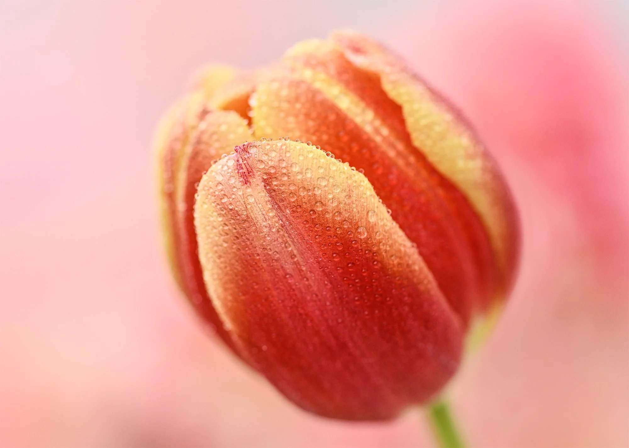 Floral Portraits 2026 2026-03-06NIKON Z 8-91609-Edit.jpg